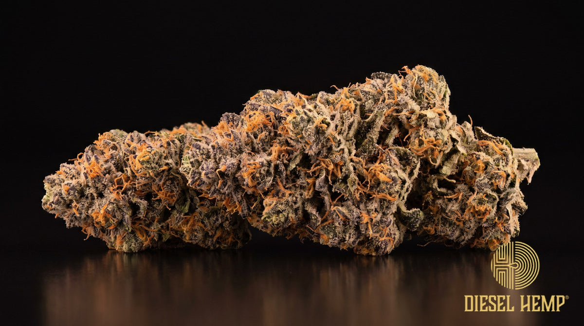 Agent Orange strain cannabis buds in deep green with maroon and purple hints, bright orange pistils and a heavy trichome frost on a black background | Diesel Hemp