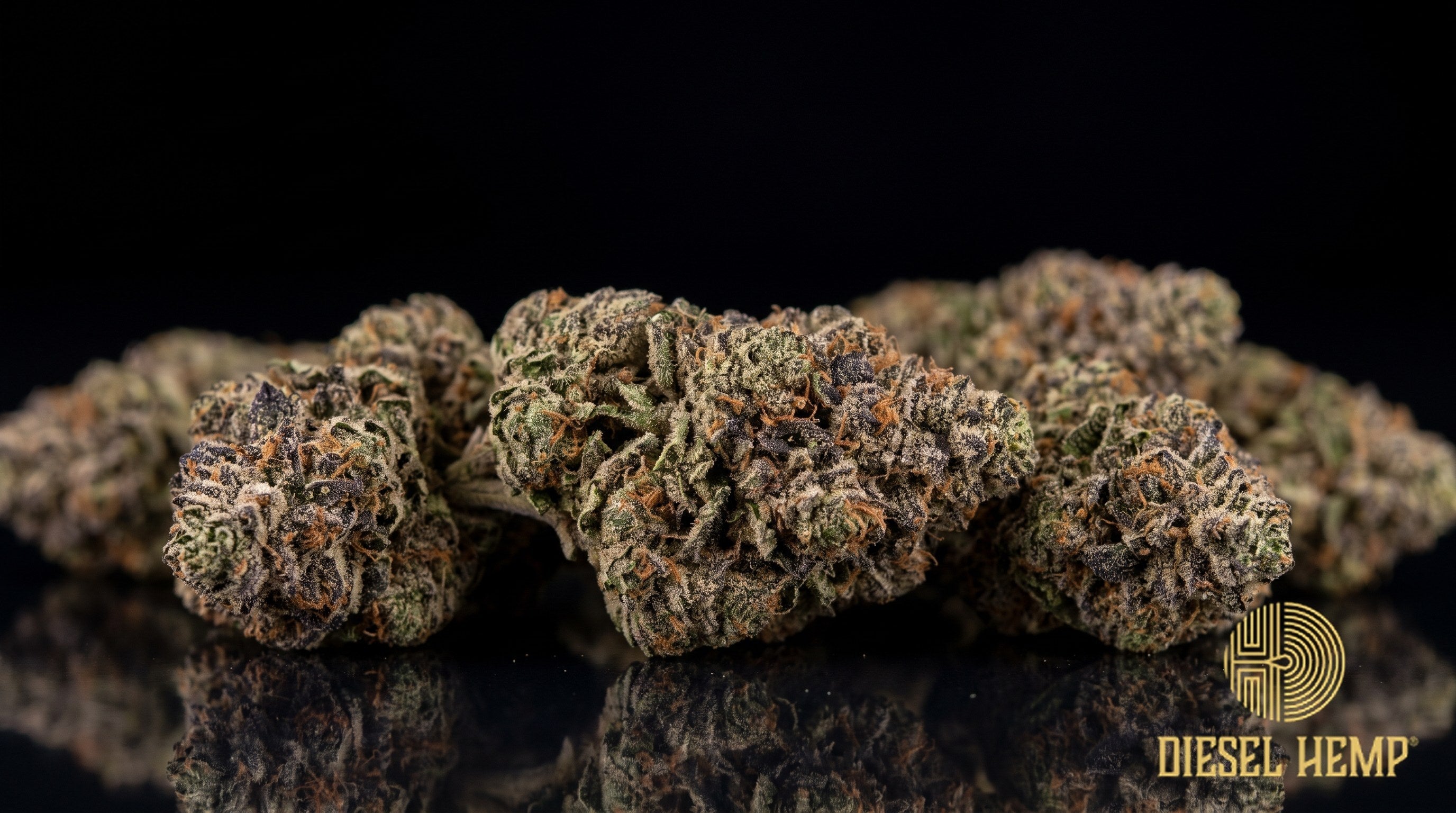 Alien Cookies strain cannabis buds in dark green with purple hues, orange pistils and a dense coat of white trichomes on a black background | Diesel Hemp