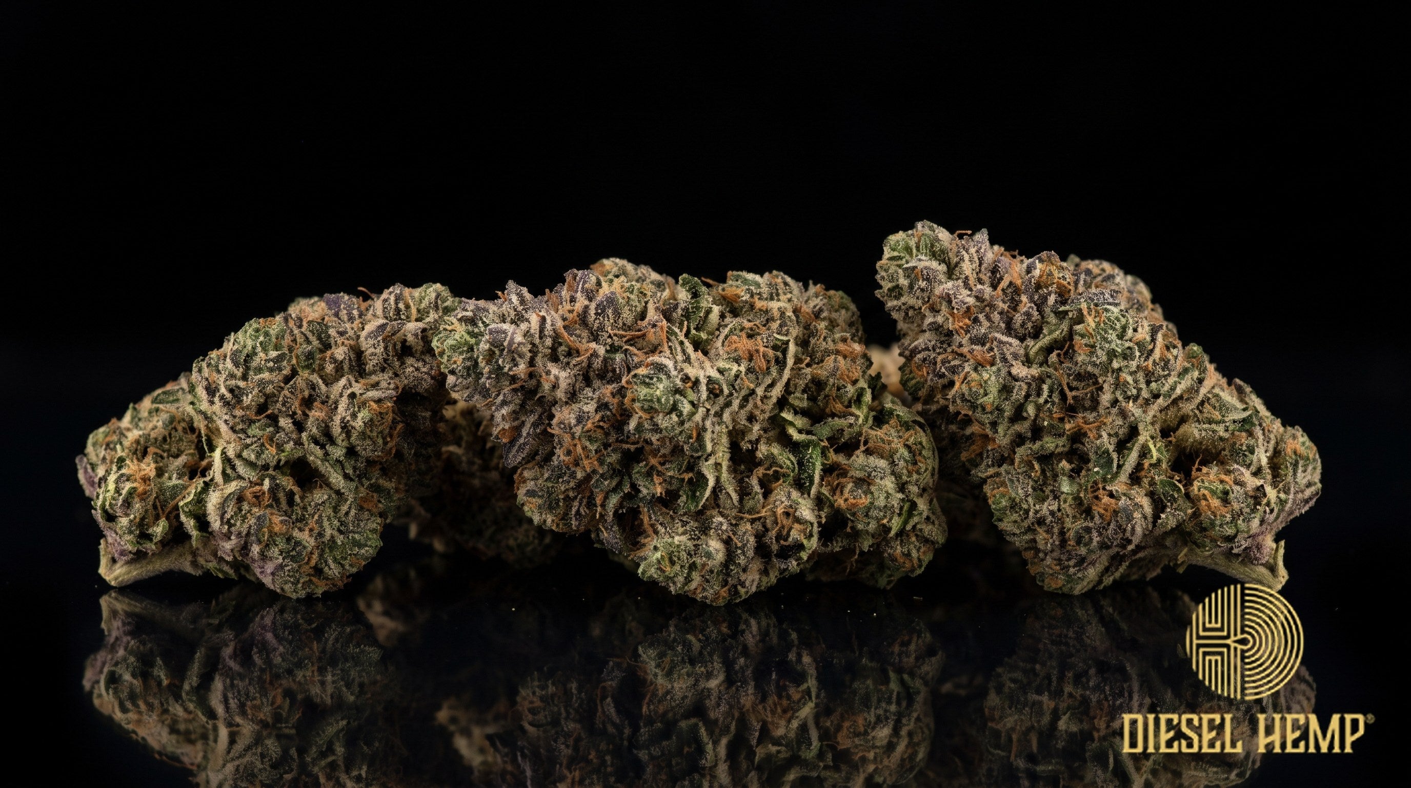 Alien Mints strain cannabis buds in deep forest green with purple undertones, orange pistils and a heavy trichome frost on a black background | Diesel Hemp