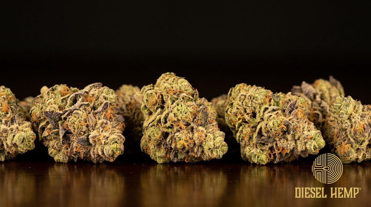 Apples and Bananas strain cannabis buds, dense dark-green and purple flowers with copper-orange pistils under a heavy sugar-dusted trichome coat on a black background | Diesel Hemp