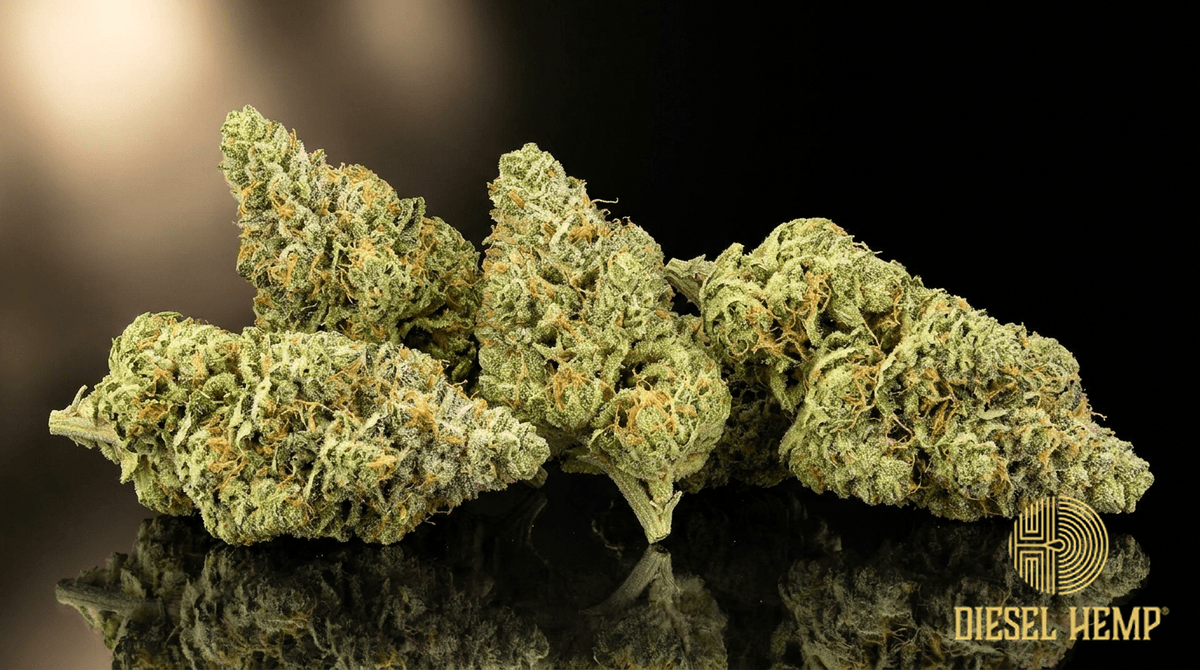 Alaskan Thunder Fuck cannabis flower buds on black background — Diesel Hemp
