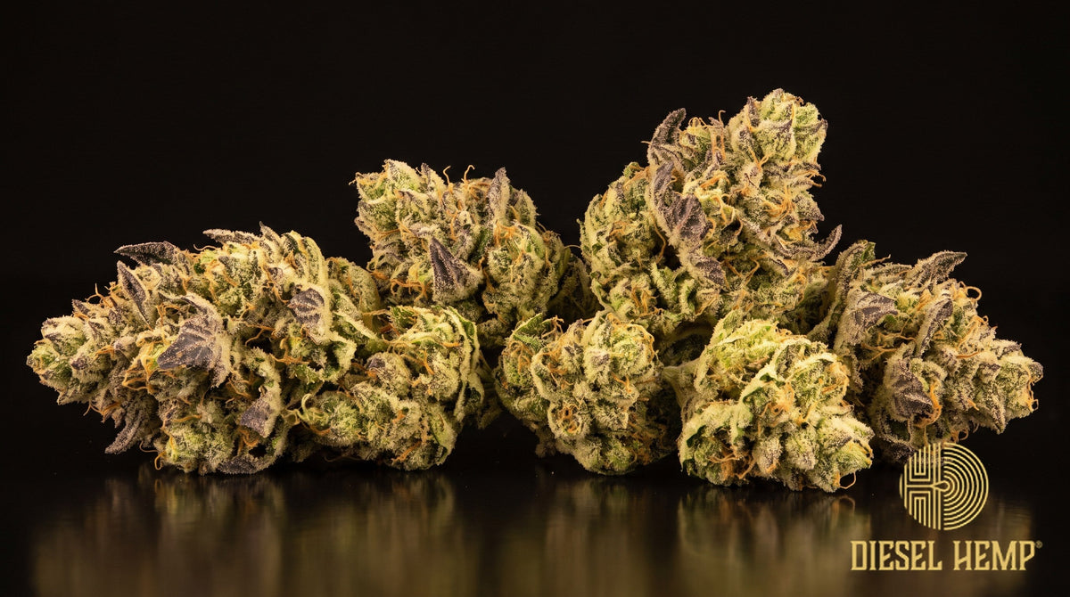 Baby Yoda strain cannabis buds in bright neon green with orange pistils and a heavy golden trichome frost on a black background | Diesel Hemp