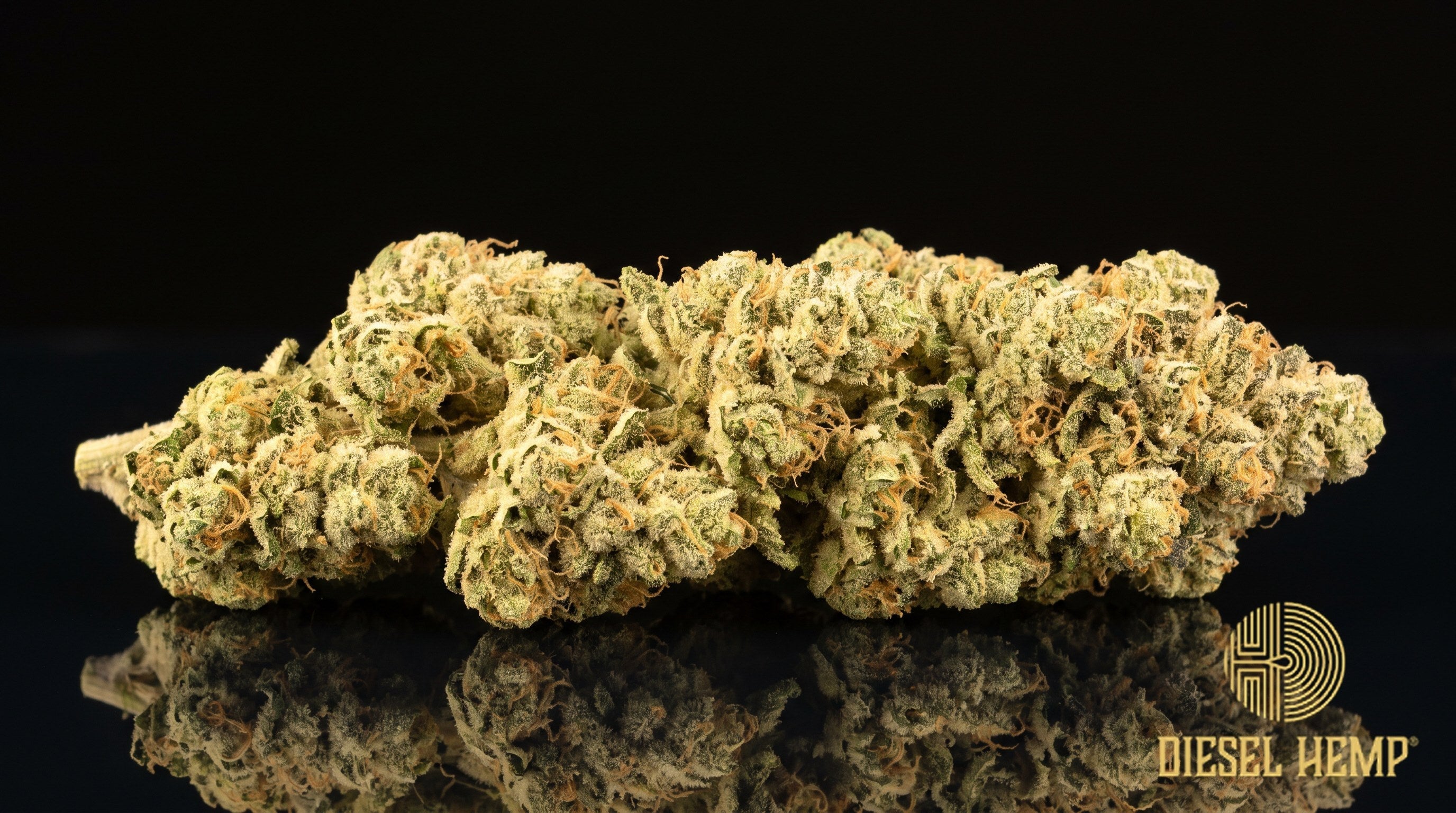 Banana MAC strain cannabis buds in bright minty green with purple flecks, orange pistils and a chunky trichome frost on a black background | Diesel Hemp
