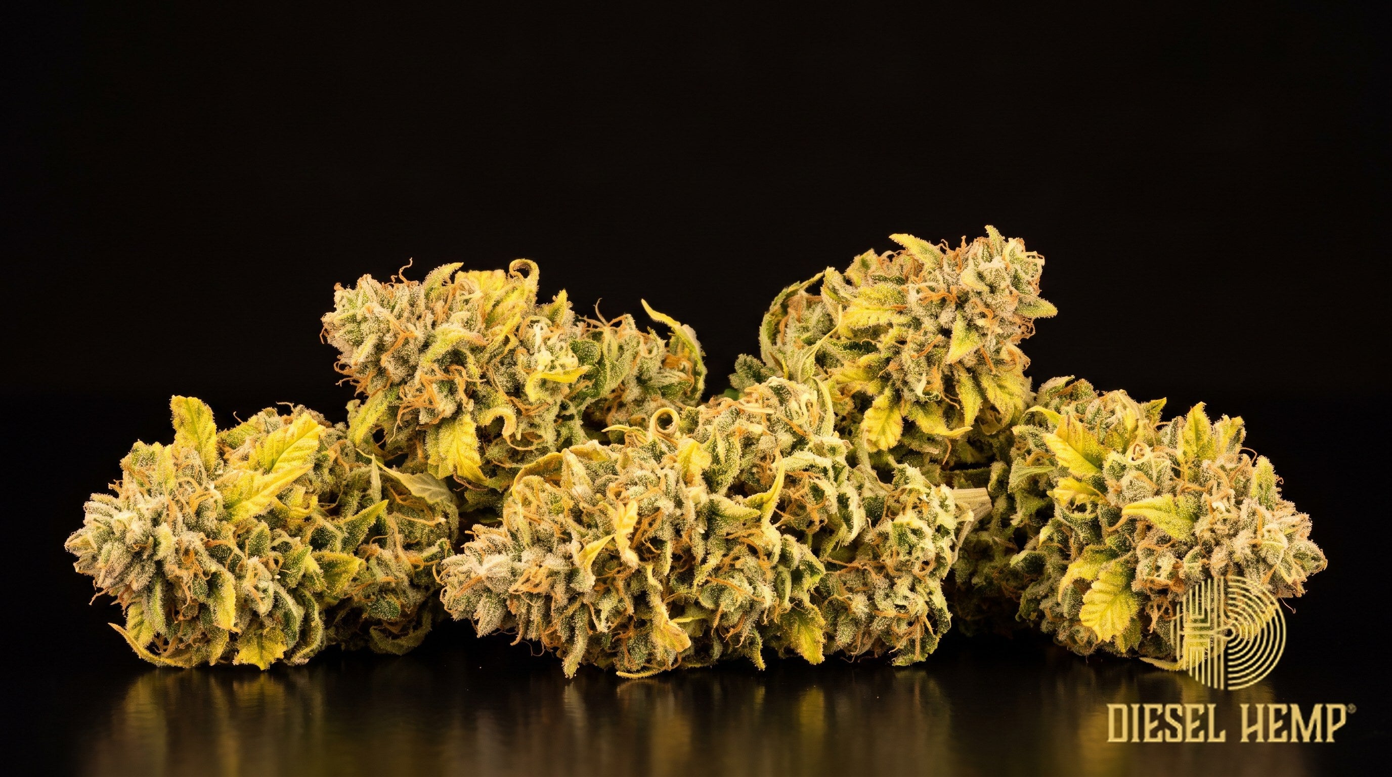 Banana Split strain cannabis buds in forest green with violet tones, orange pistils and a dense trichome frost on a black background | Diesel Hemp