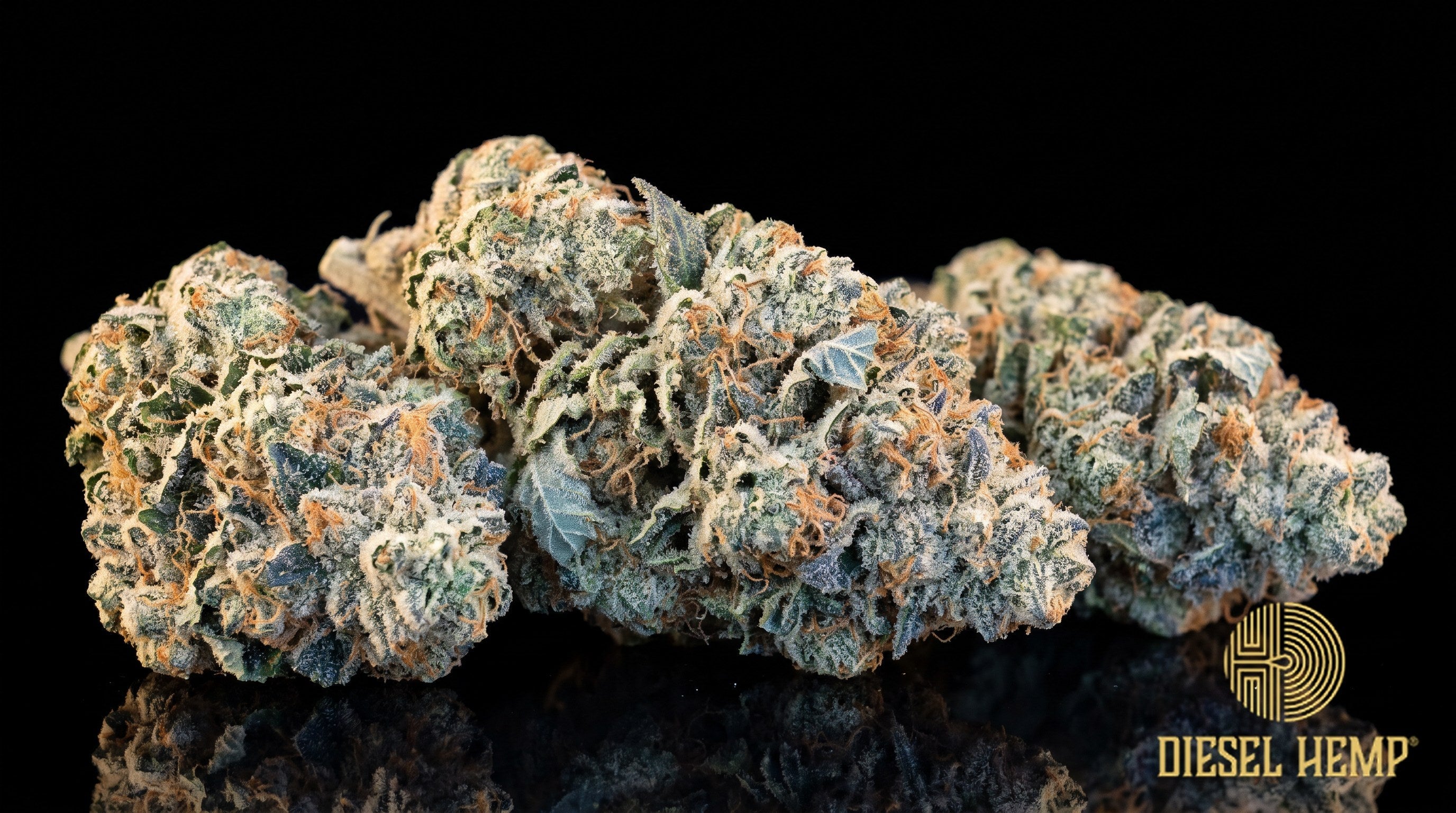 Berry White strain cannabis buds in deep green with blue and purple hues, orange pistils and a silvery trichome coat on a black background | Diesel Hemp