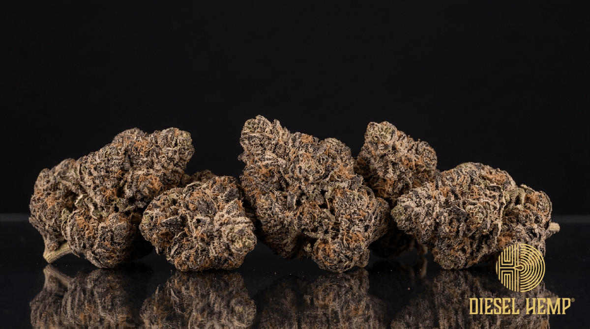 Biscotti strain cannabis flower buds on black background — dense dark-purple and green, frosted with trichomes | Diesel Hemp