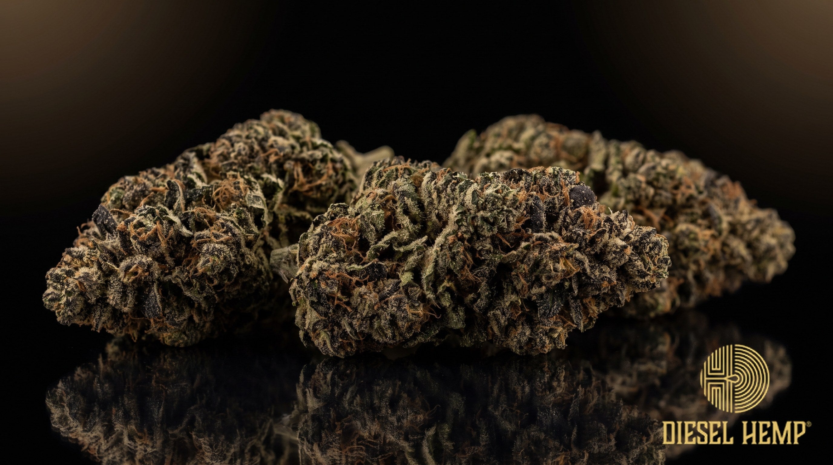 Black Afghan strain cannabis buds, dense and dark green to near-black with amber pistils and a coat of trichomes on a black background | Diesel Hemp
