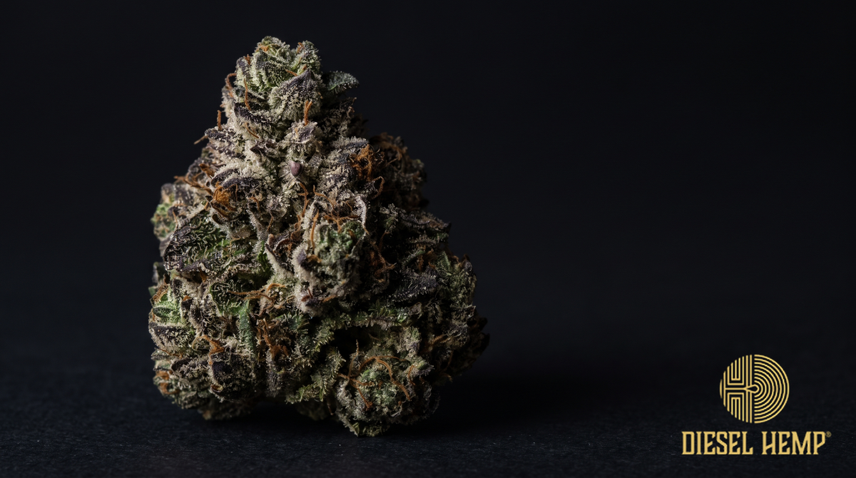 Black Cherry Gelato strain THCA flower bud macro - Diesel Hemp