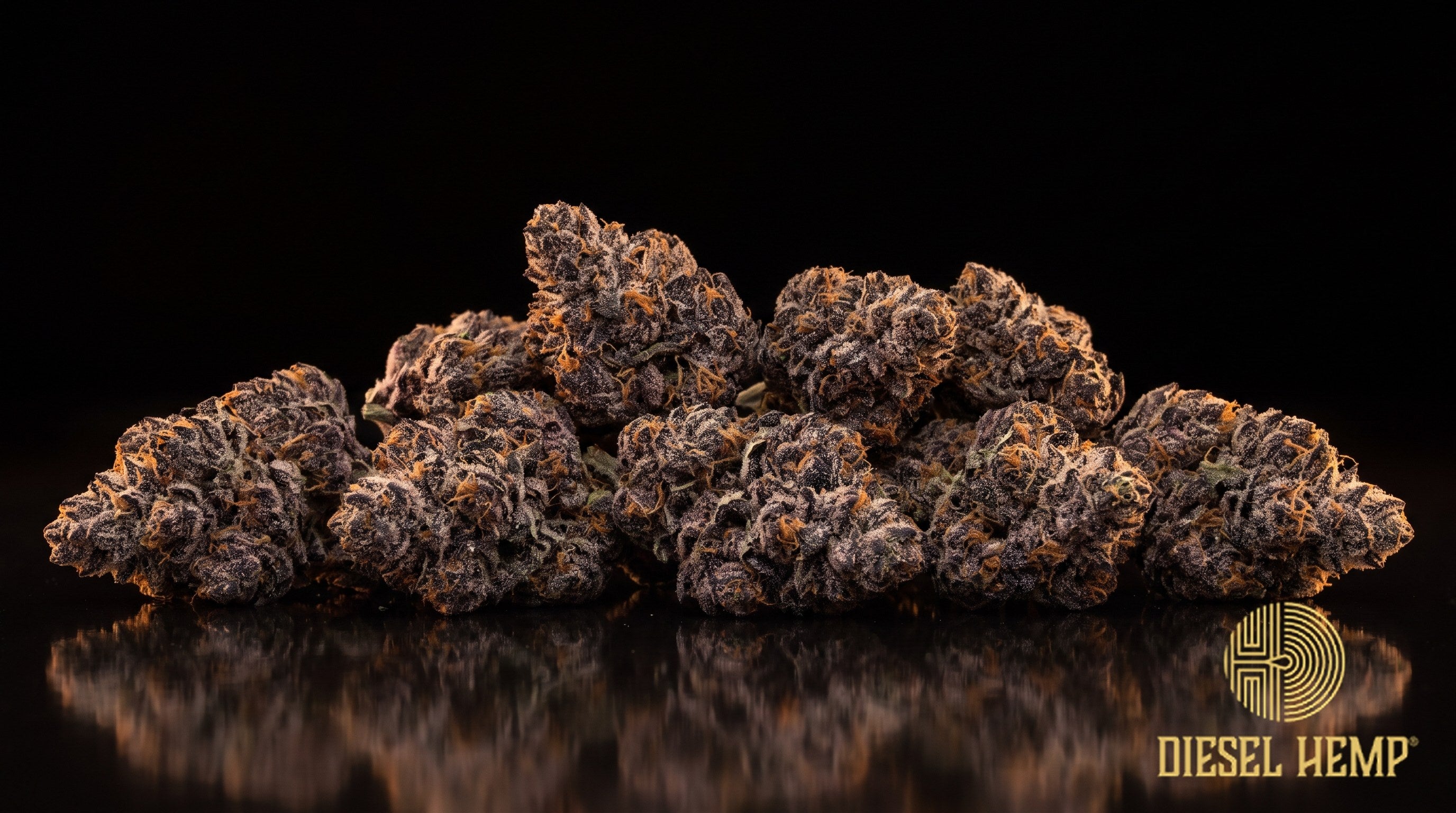 Black Cherry Runtz strain cannabis buds in deep purple and dark green with bright orange pistils and heavy white trichome frost on a black background | Diesel Hemp