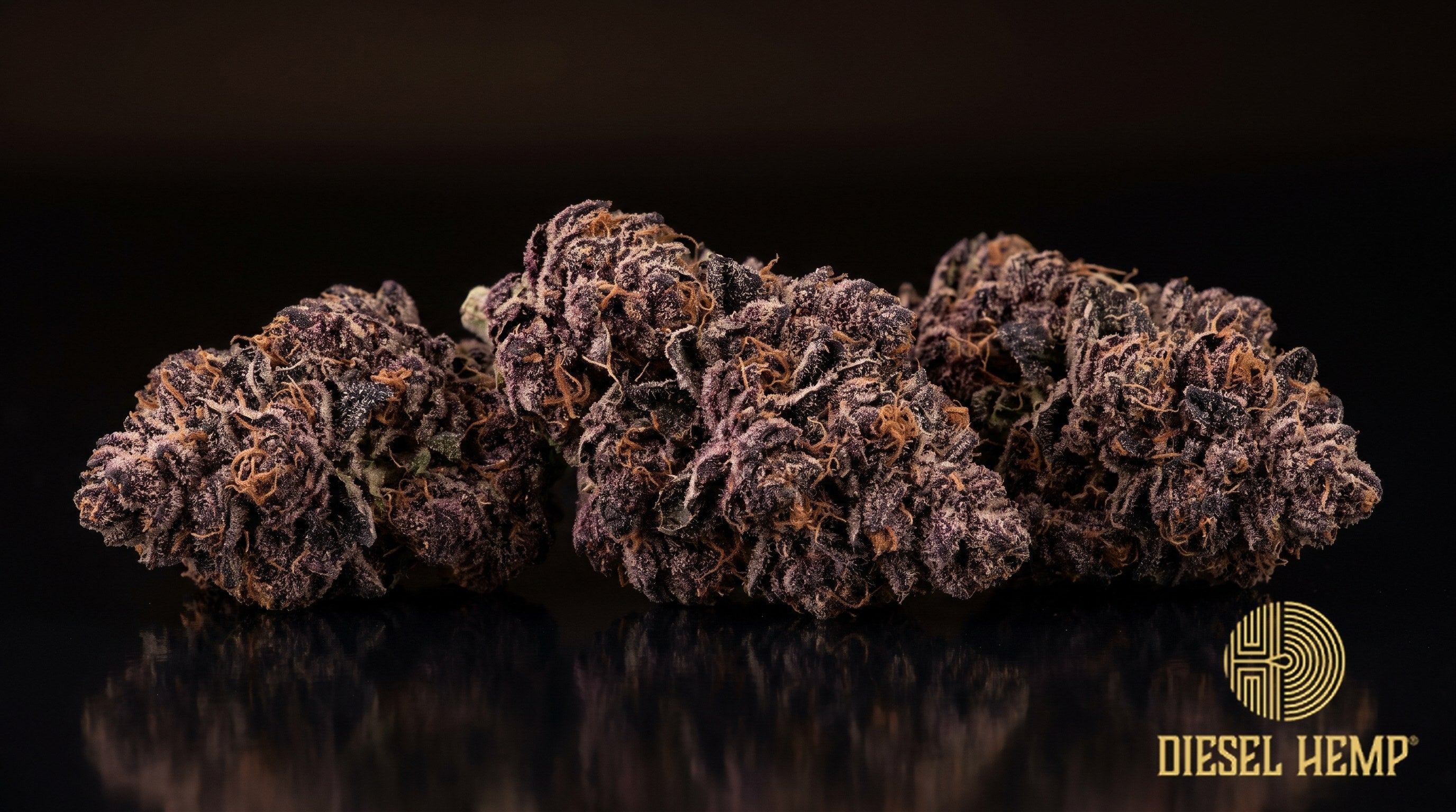 Black Ice strain cannabis buds in deep green with dark purple overtones, red-orange pistils and a heavy trichome frost on a black background | Diesel Hemp