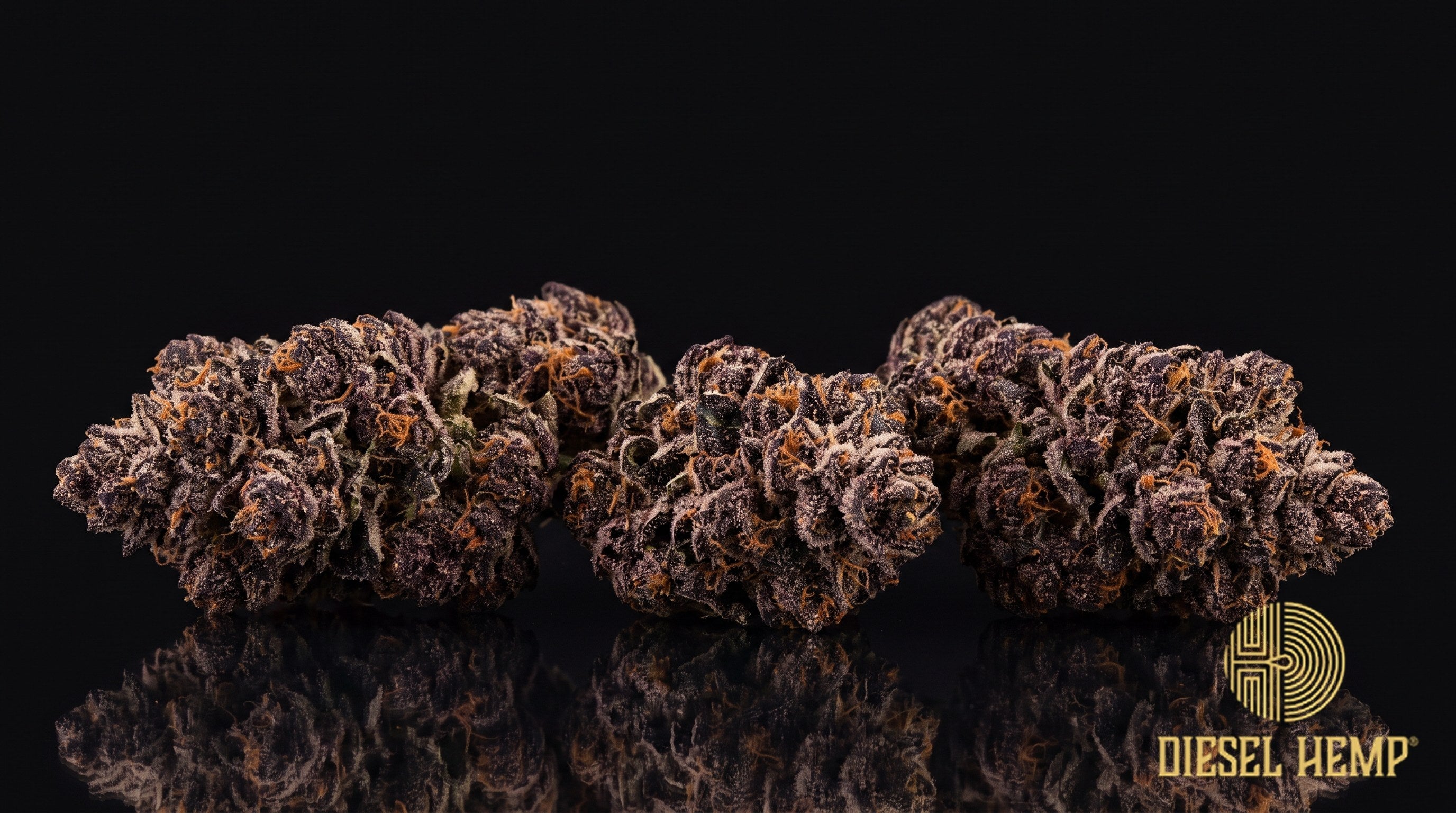 Black Mamba strain cannabis buds in deep forest green with dark purple, near-black shading, auburn pistils and a frosty trichome coat on a black background | Diesel Hemp