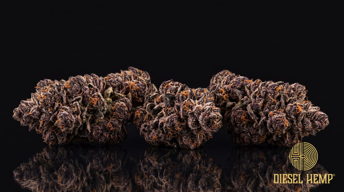 Black Mamba strain cannabis buds in deep forest green with dark purple, near-black shading, auburn pistils and a frosty trichome coat on a black background | Diesel Hemp