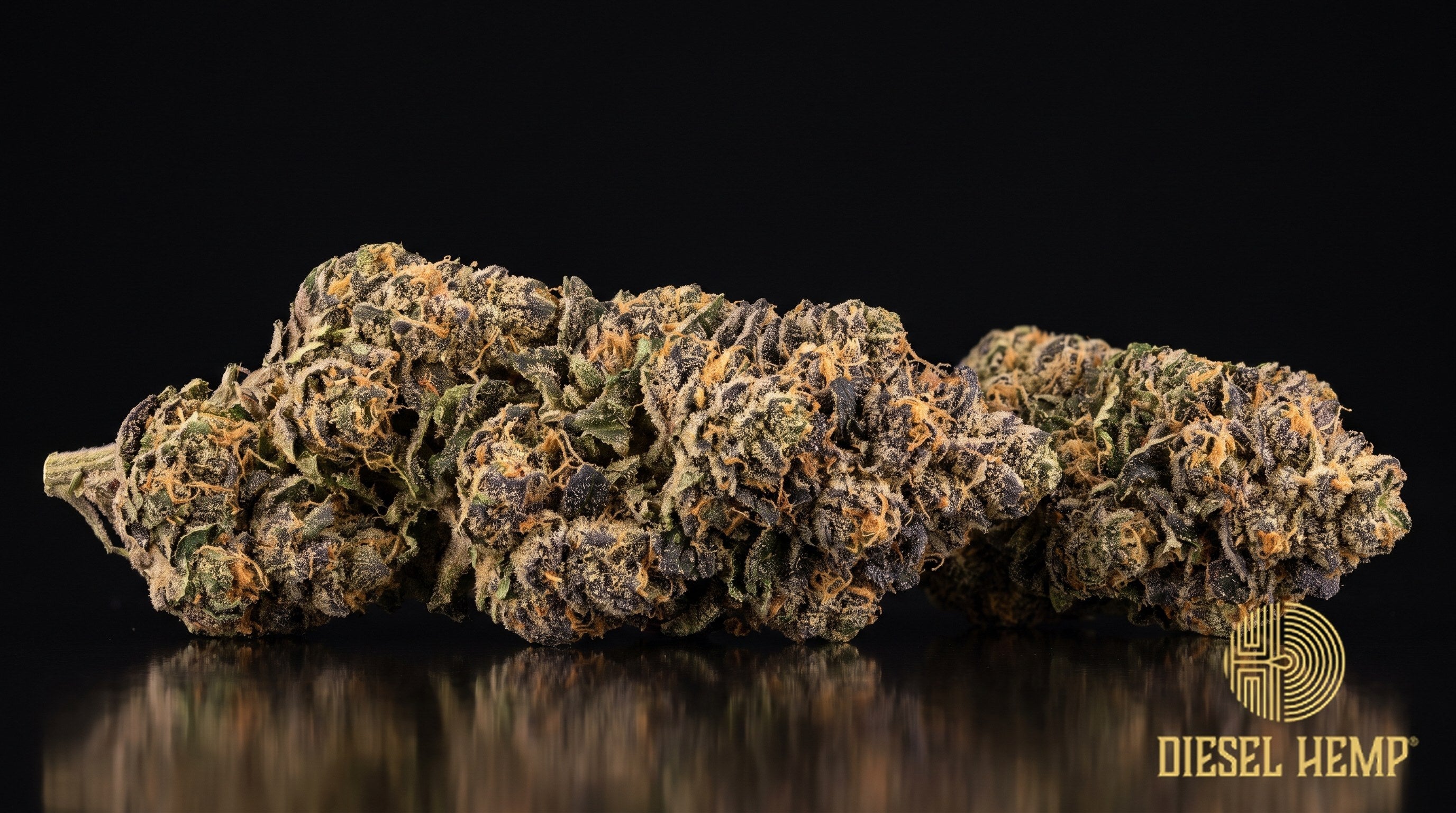 Black Maple strain cannabis buds in deep forest green with dark purple hues, apricot-orange pistils and heavy trichome frost on a black background | Diesel Hemp