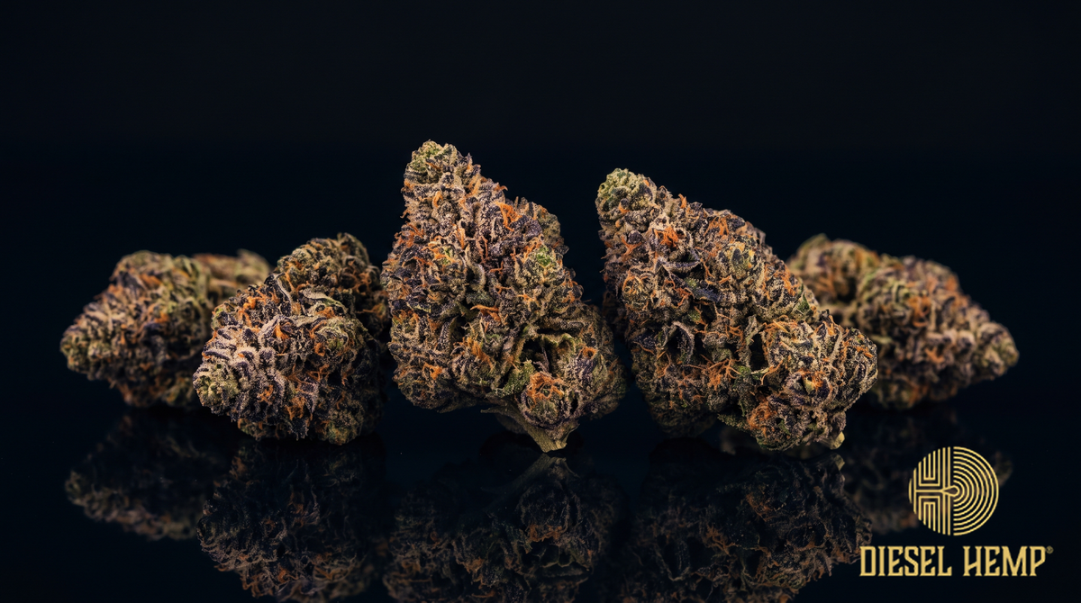 Black Runtz strain - dark purple-black cannabis buds with orange pistils and purple-tinted trichomes on black - Diesel Hemp
