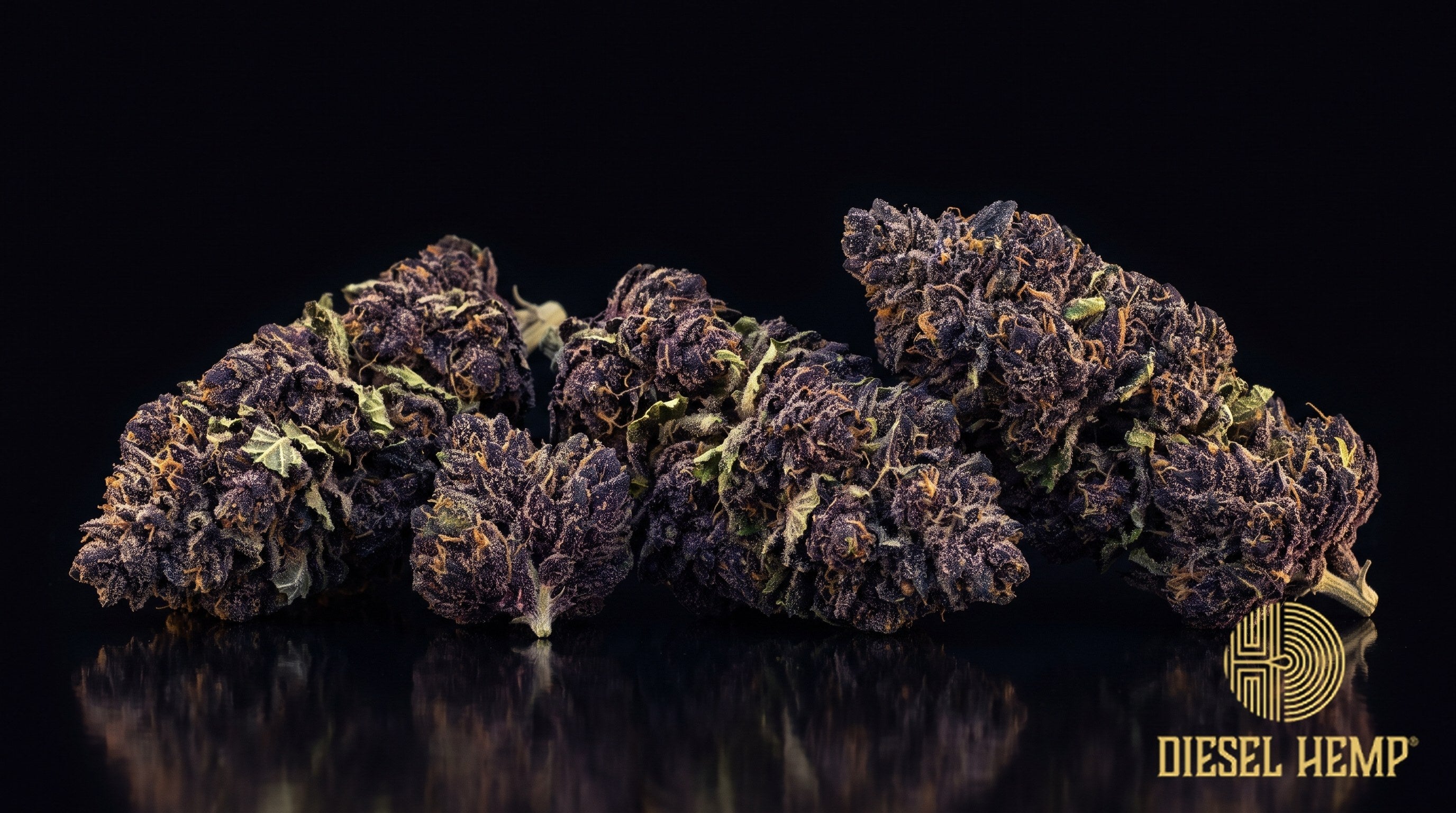 Black Truffle strain cannabis buds in dark olive green with deep purple hues, copper pistils and a dense trichome coat on a black background | Diesel Hemp