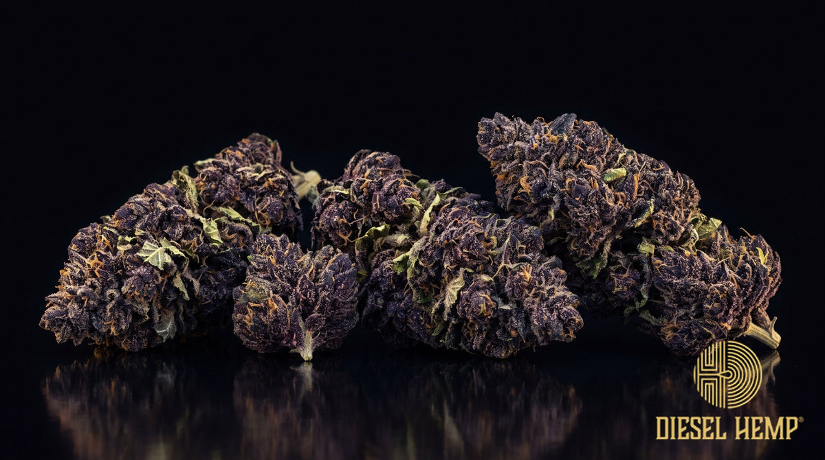 Black Truffle strain cannabis buds in dark olive green with deep purple hues, copper pistils and a dense trichome coat on a black background | Diesel Hemp