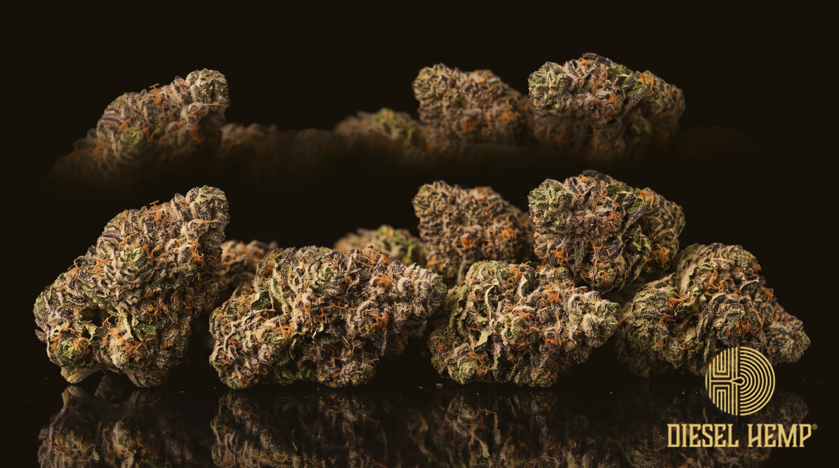 Block Party strain cannabis buds in bright neon green with dark leaves, thin orange pistils and a golden-white trichome frost on a black background | Diesel Hemp