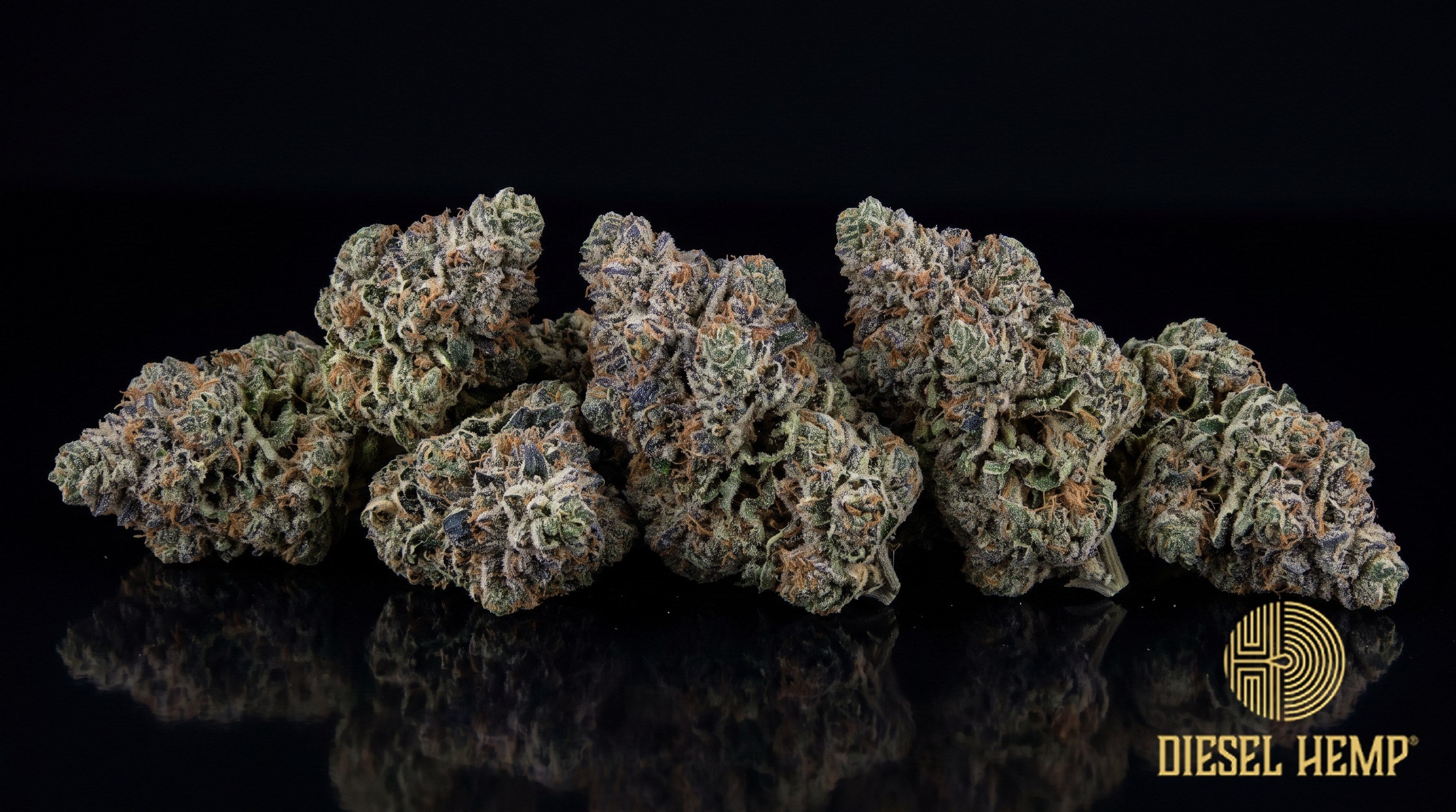 Blue Cookies strain cannabis buds, dense and forest green with blue-purple hues, orange pistils and a heavy trichome frost on a black background | Diesel Hemp