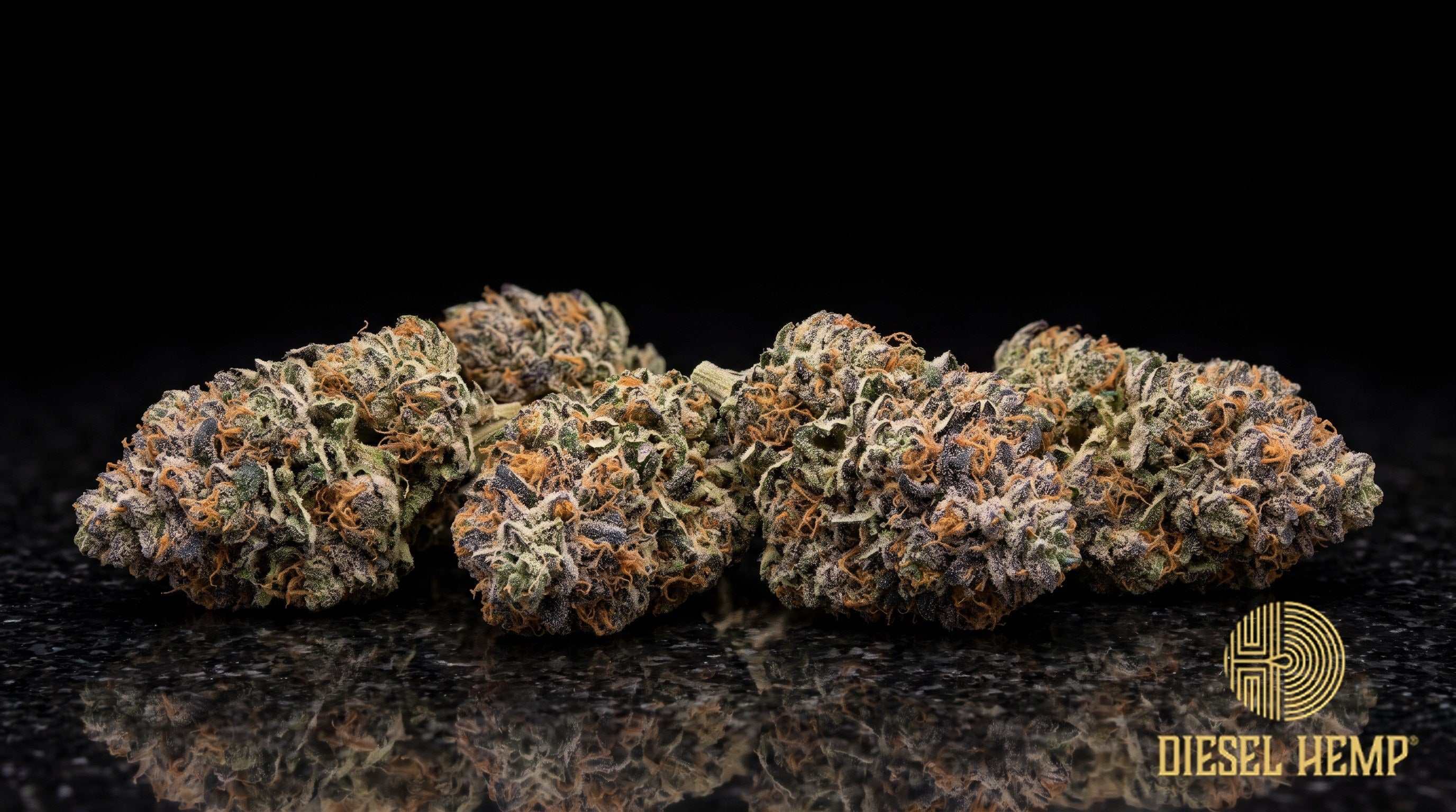 Blueberry Haze strain cannabis buds, dense forest-green nugs with orange pistils and a heavy white trichome frost on a black background | Diesel Hemp