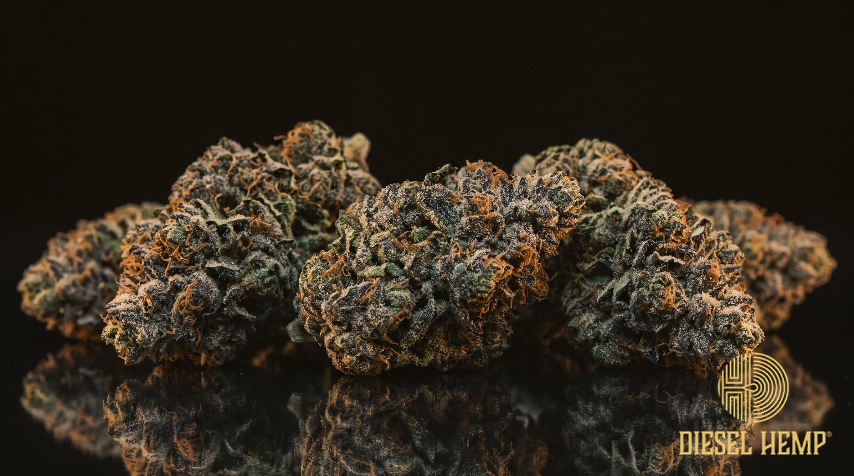 Blueberry Kush strain cannabis buds, compact dark-green nugs with dusky blue-purple hues, orange pistils and a white trichome coat on a black background | Diesel Hemp