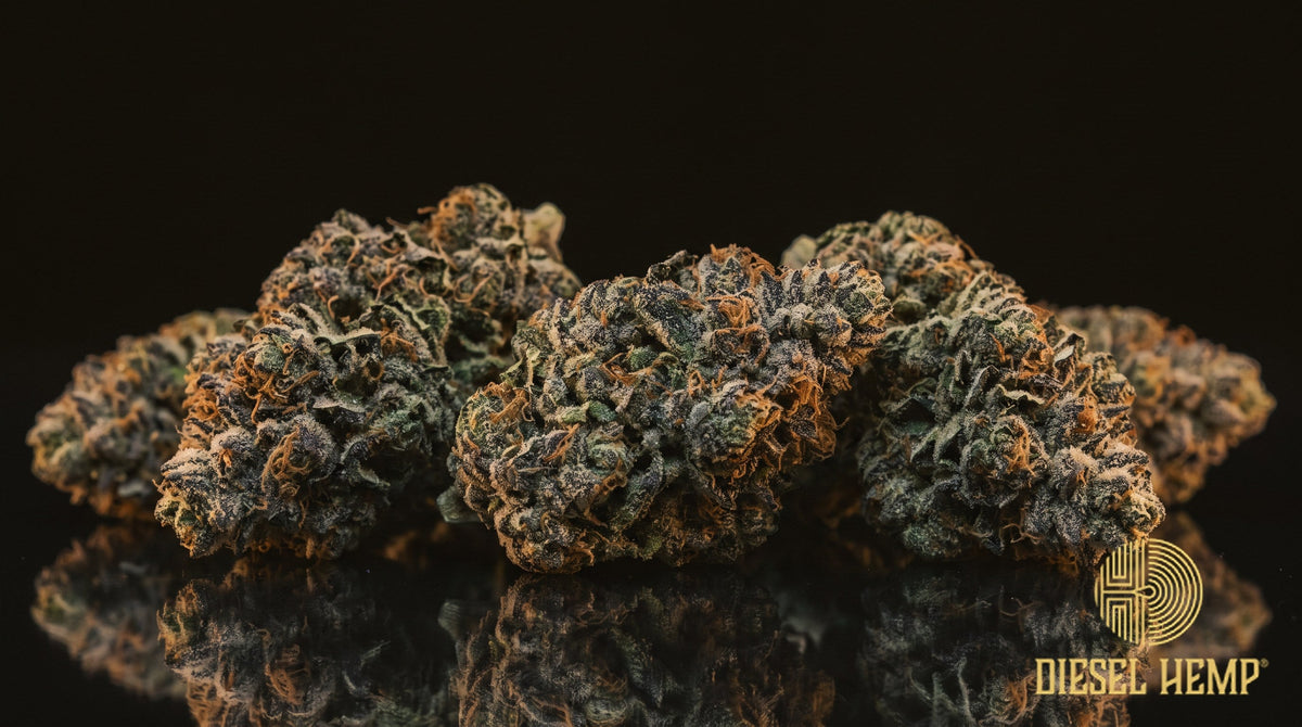 Blueberry Kush strain cannabis buds, compact dark-green nugs with dusky blue-purple hues, orange pistils and a white trichome coat on a black background | Diesel Hemp