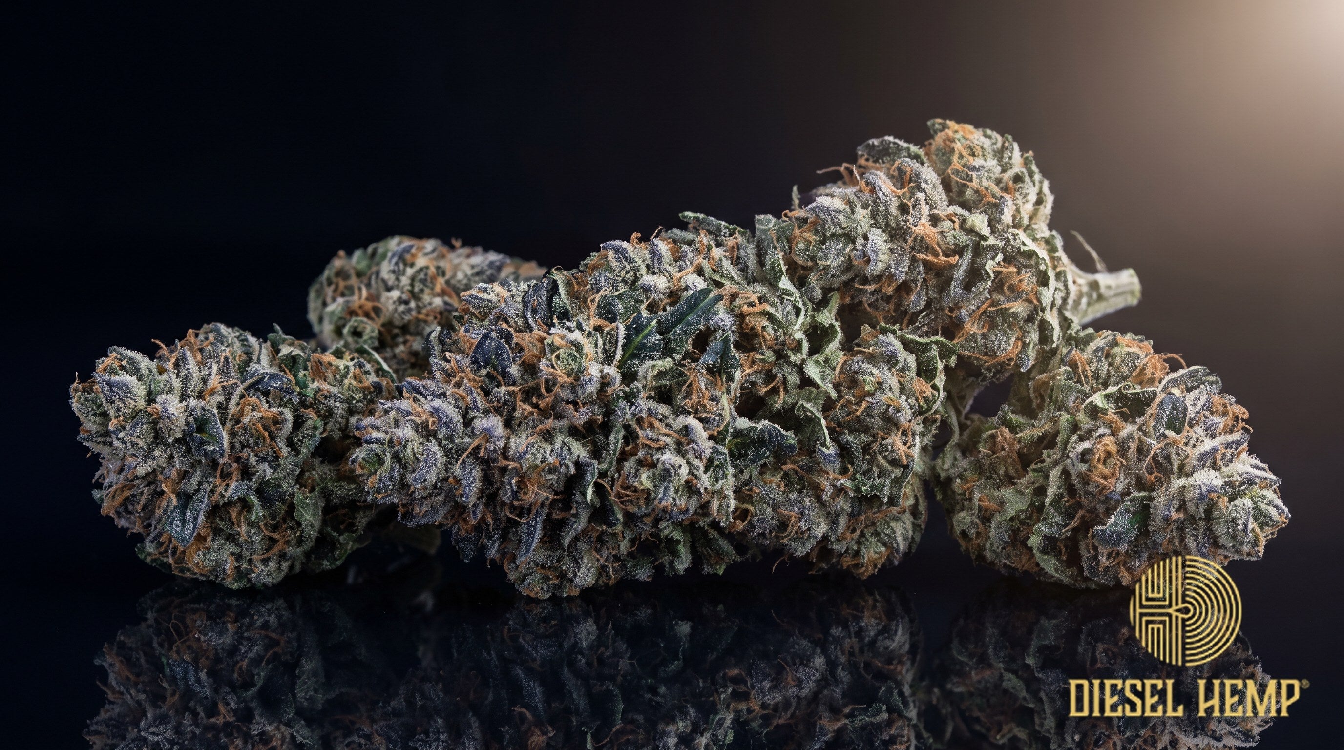 Blueberry Sugar strain cannabis buds with purple-tinged green calyxes, orange pistils and a heavy sugar-like trichome frost on a black background | Diesel Hemp