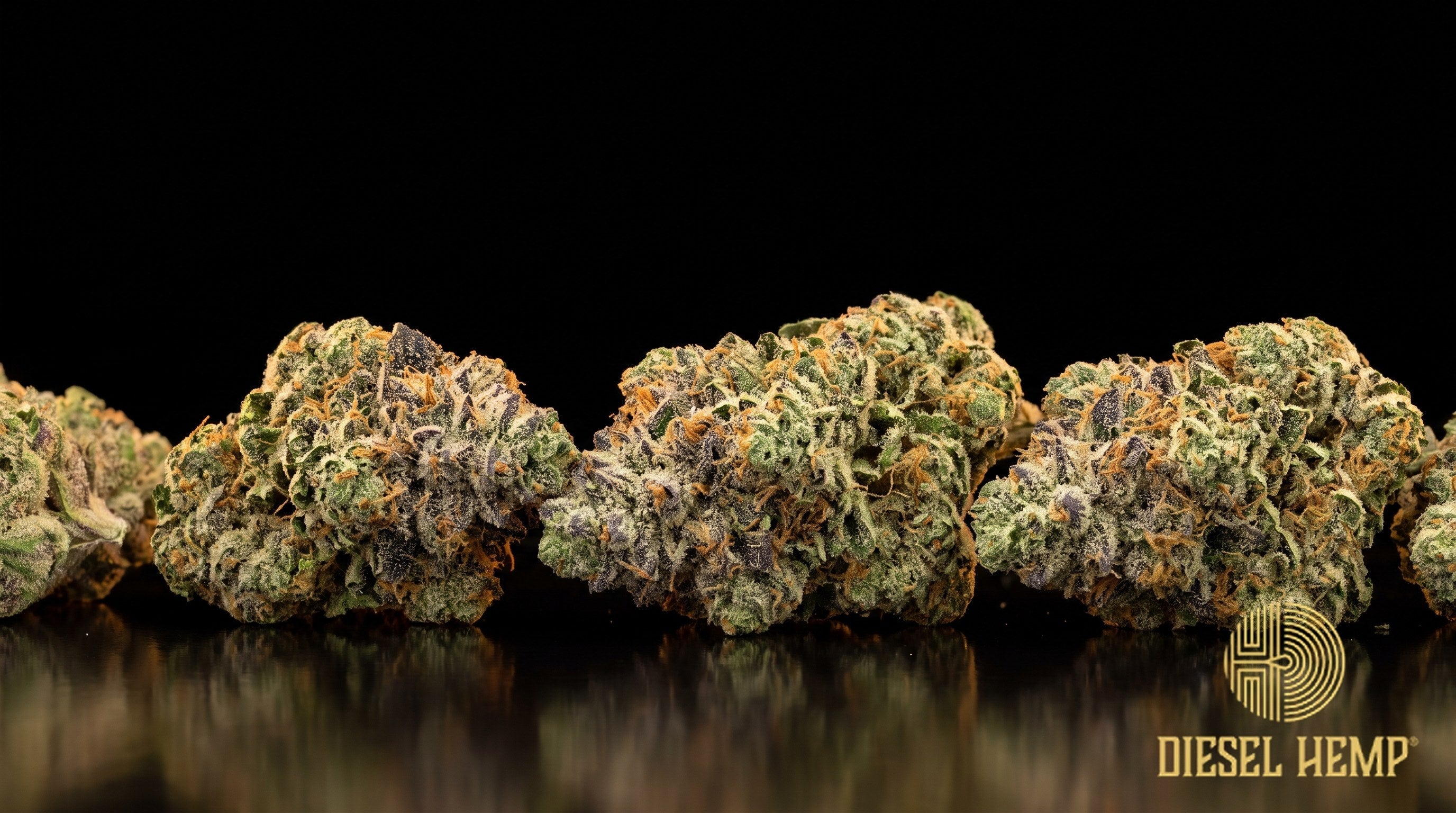 Bolo Runtz strain cannabis buds in bright green with purple accents, orange pistils and heavy trichome frost on a black background | Diesel Hemp