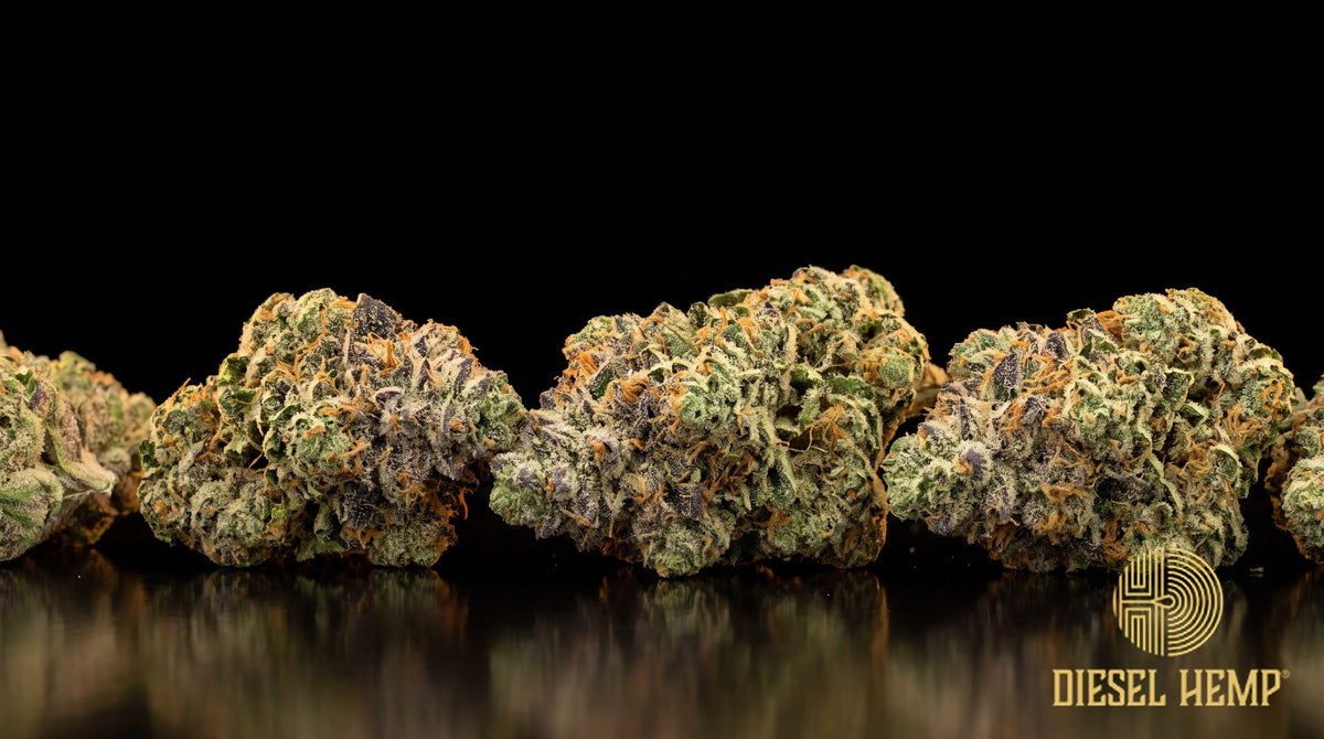 Bolo Runtz strain cannabis buds in bright green with purple accents, orange pistils and heavy trichome frost on a black background | Diesel Hemp