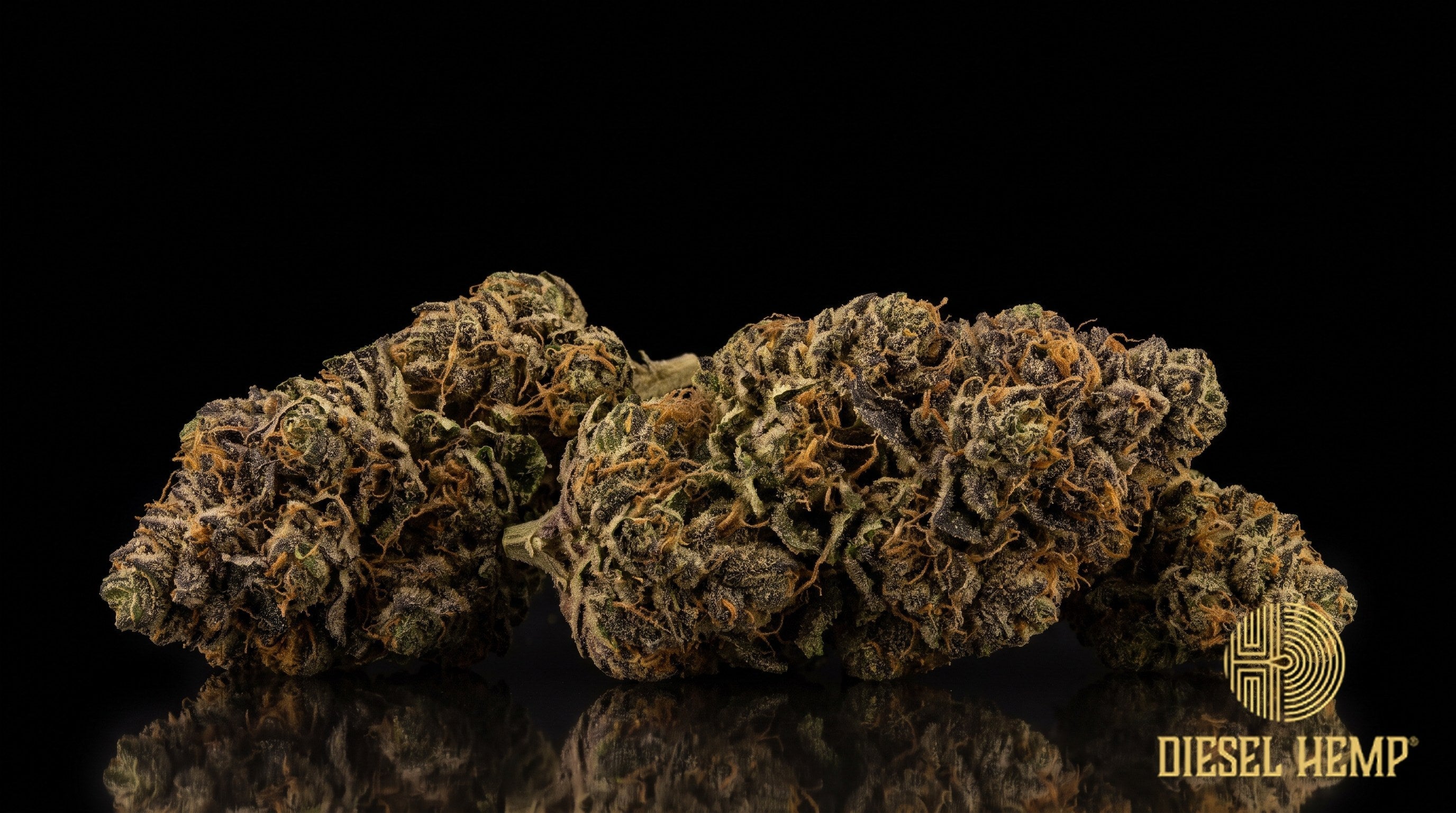 Bubba Fett strain cannabis buds, dense lime green with lavender hues, orange pistils and amber-tipped trichomes on a black background | Diesel Hemp