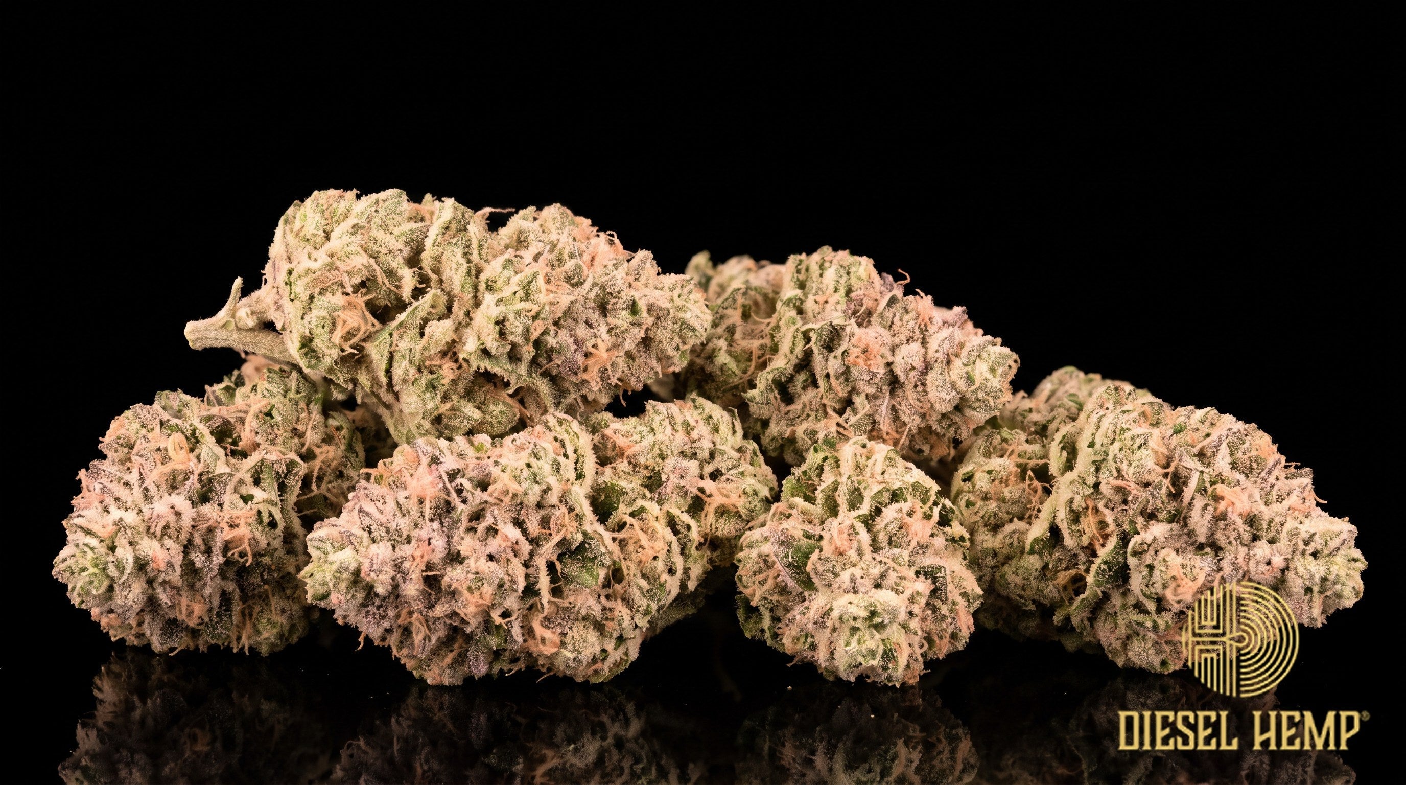 Bubble Gum Gelato strain cannabis buds in forest green with long orange pistils and a heavy coat of trichome frost on a black background | Diesel Hemp