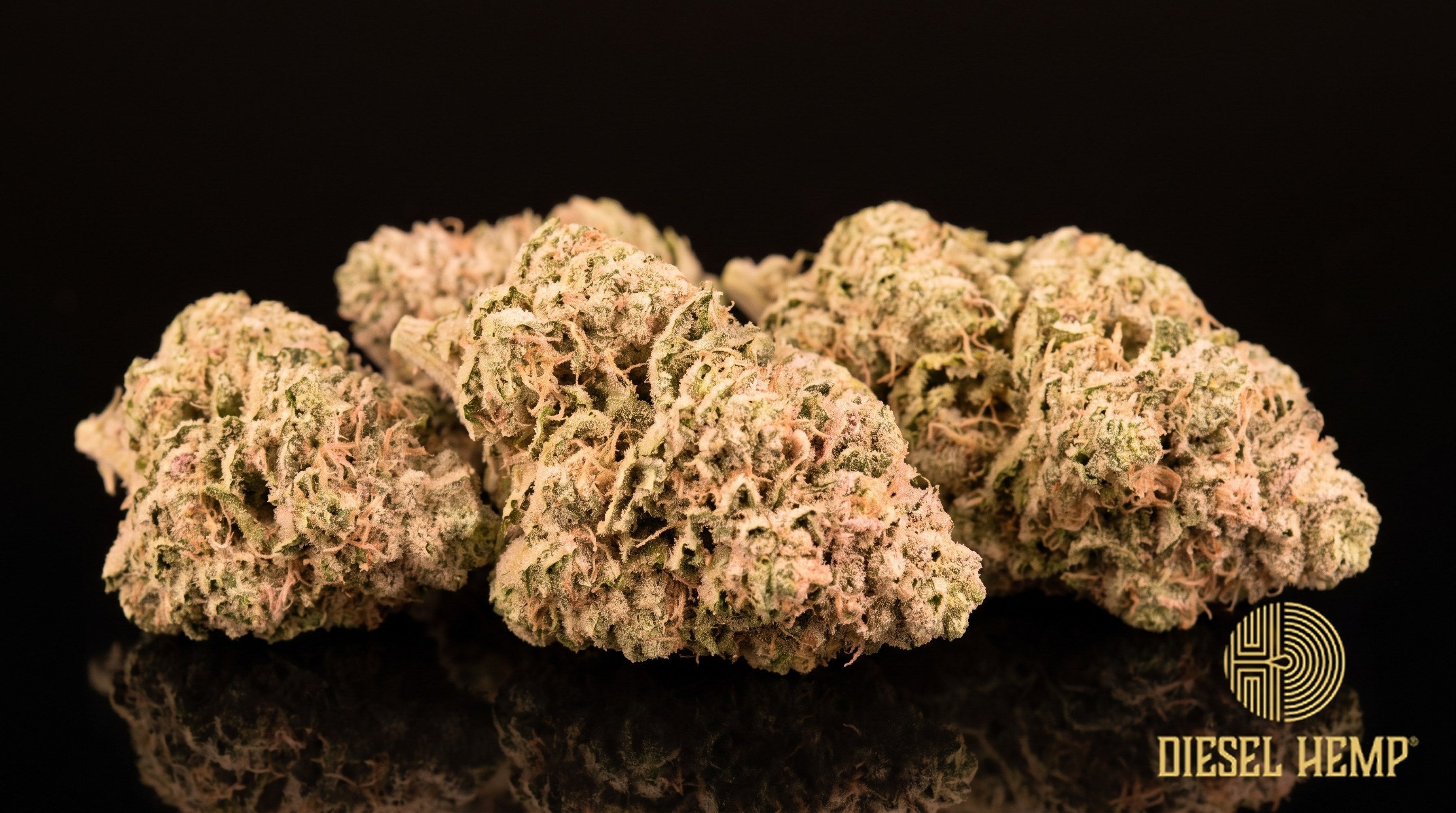 Bubble Gum strain cannabis buds in light green with orange pistils and a sugary trichome frost on a black background | Diesel Hemp