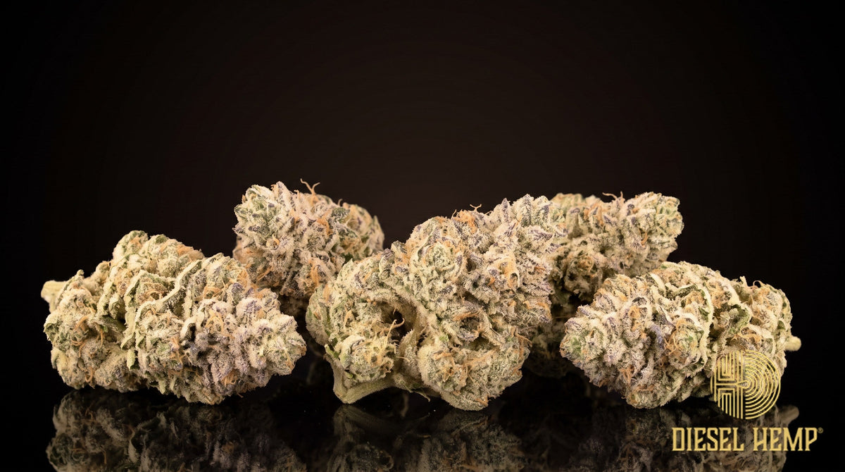 Cake Batter strain cannabis buds in dense forest green with amber pistils and a heavy, faintly purple trichome frost on a black background | Diesel Hemp