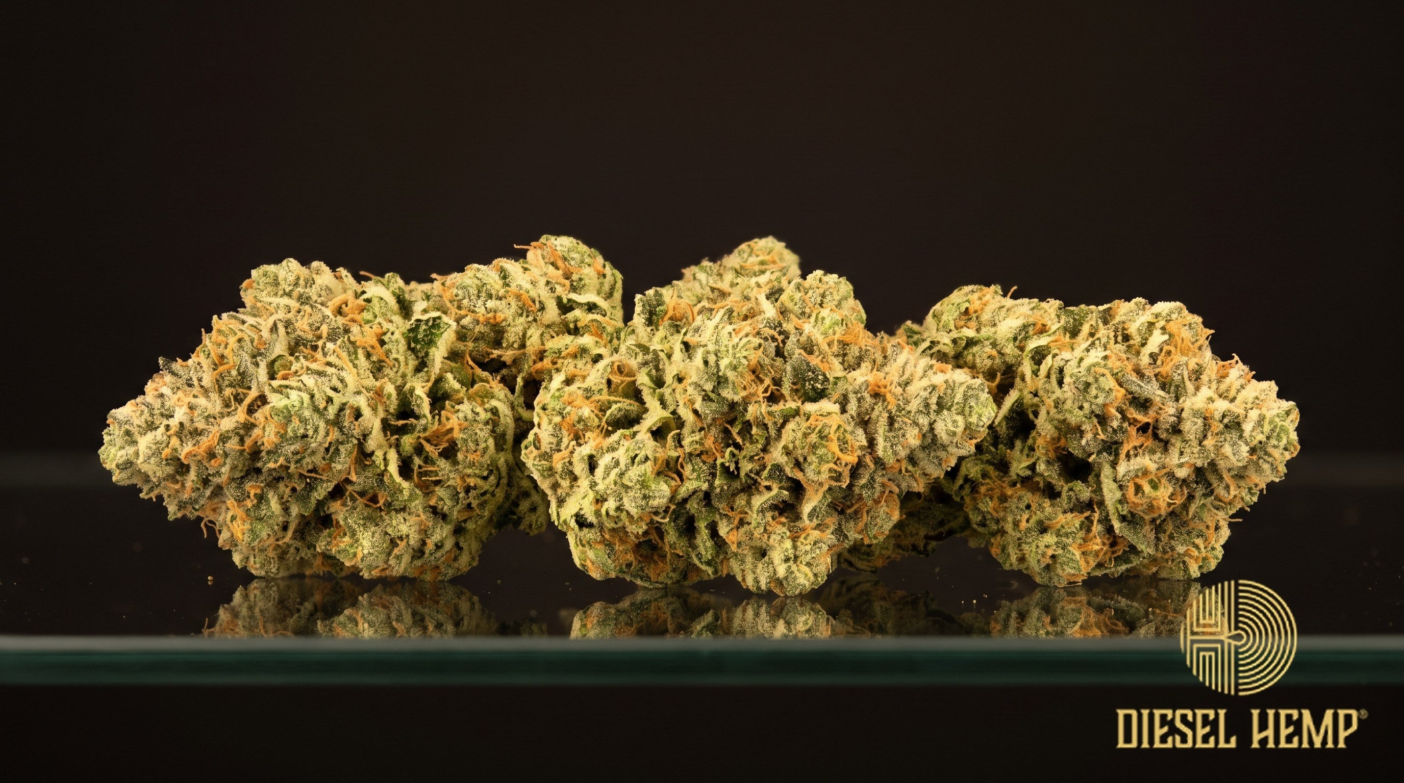 Candy Cane strain cannabis buds, dense neon-green nugs with orange pistils and a heavy white trichome frost on a black background | Diesel Hemp