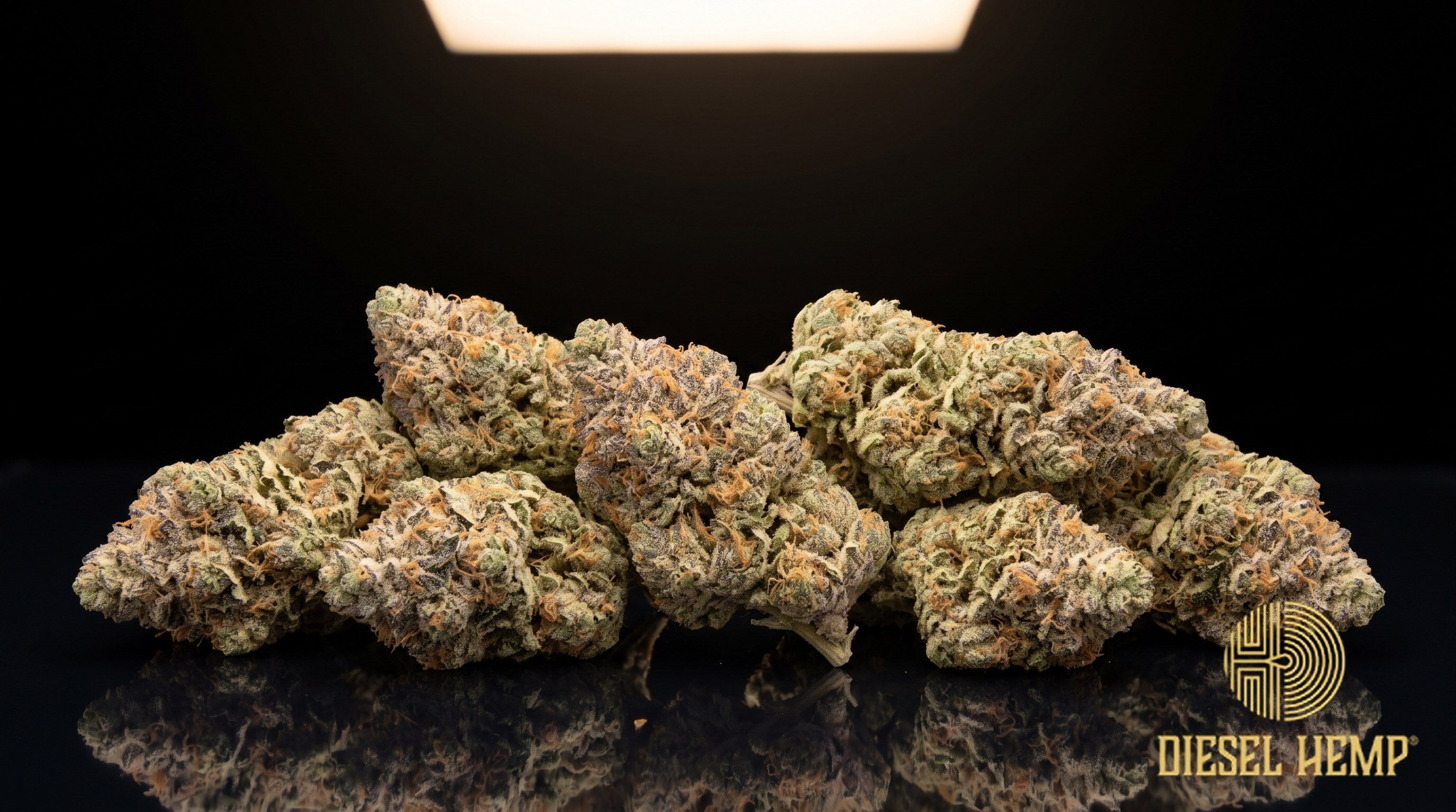 Candy Kush strain cannabis buds, dense lime-to-olive green nugs with orange pistils and a heavy sugary trichome coat on a black background | Diesel Hemp