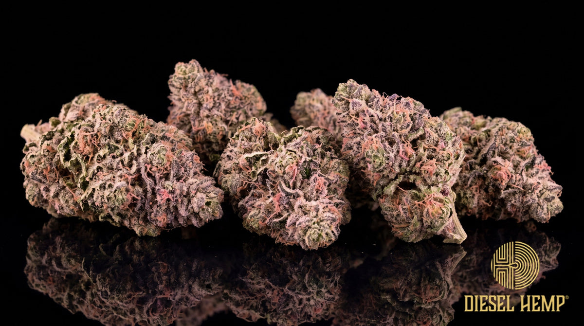 Candy Rain strain cannabis buds in deep purple and neon green with thin orange pistils and heavy trichome frost on a black background | Diesel Hemp