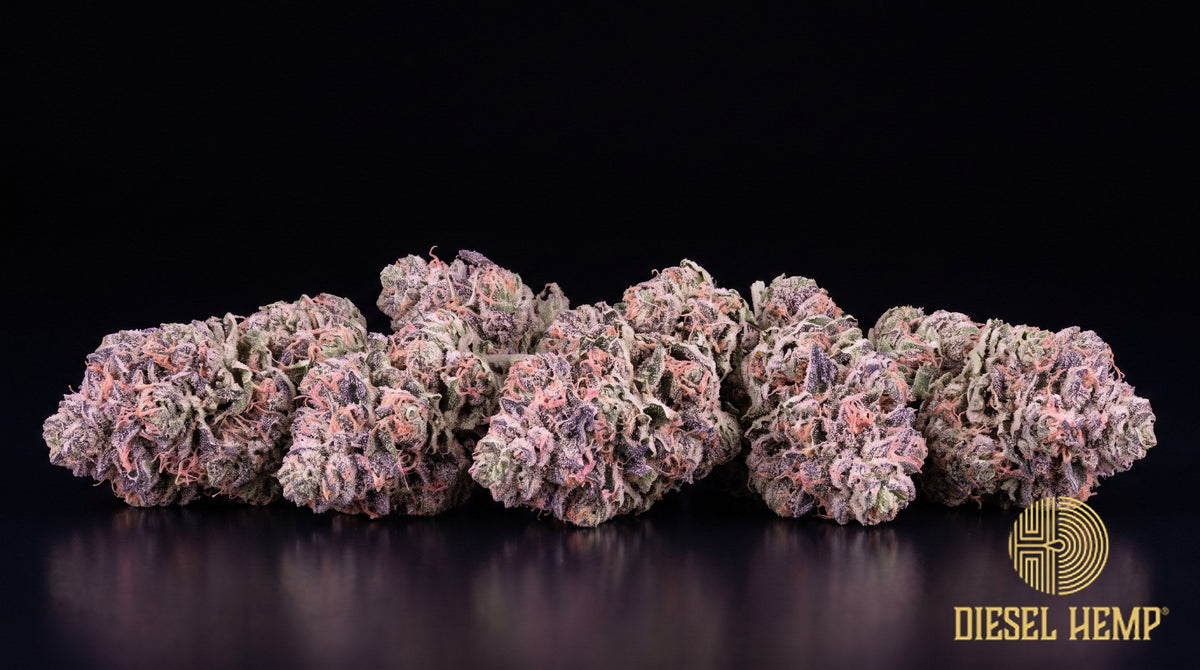 Candy Runtz strain cannabis buds in forest green with violet tones, thin red-orange pistils and chunky trichome frost on a black background | Diesel Hemp