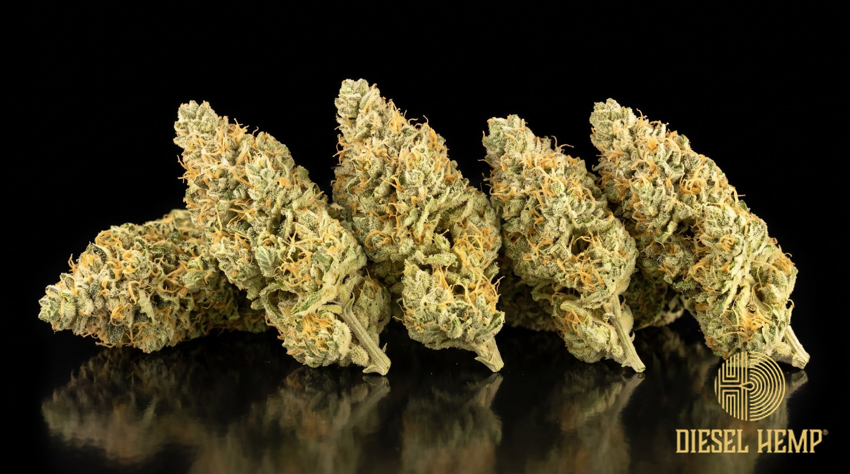 Candyland strain cannabis buds in camouflage greens with golden-orange pistils and a sugary trichome coat on a black background | Diesel Hemp