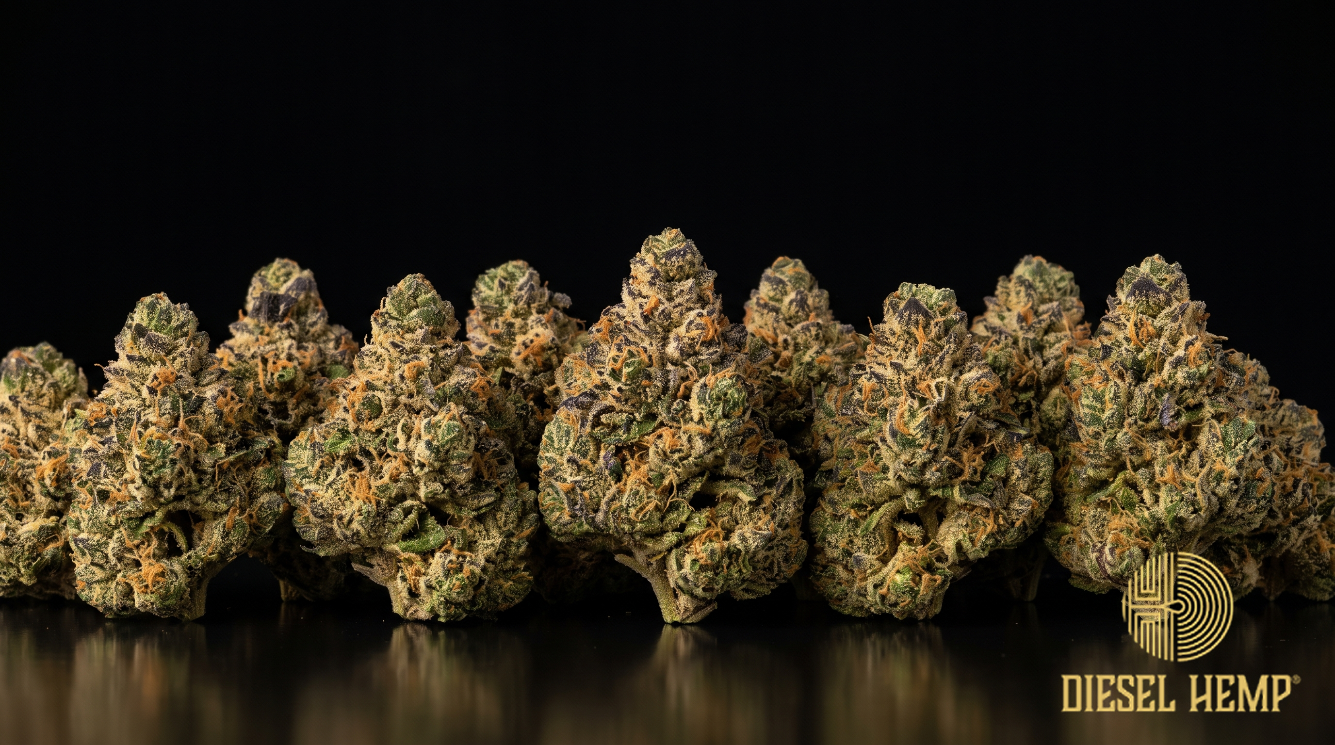 Cap Junky strain cannabis flower buds in dense forest green with amber trichomes on a black background | Diesel Hemp