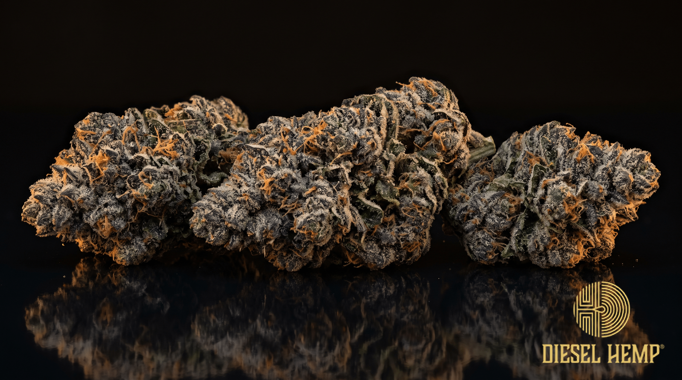 Carbon Fiber cannabis flower buds on black background — dark graphite-green with purple and heavy trichome frost | Diesel Hemp