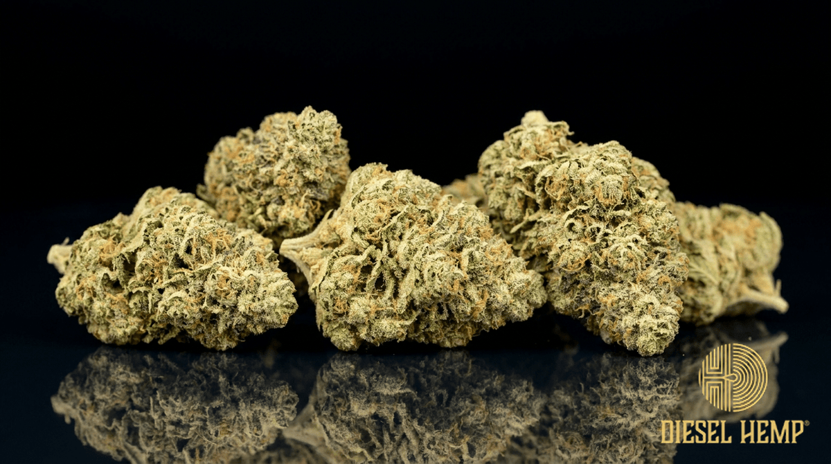 Charlotte's Web strain cannabis flower buds on black background — light pine-green hemp buds with orange hairs | Diesel Hemp
