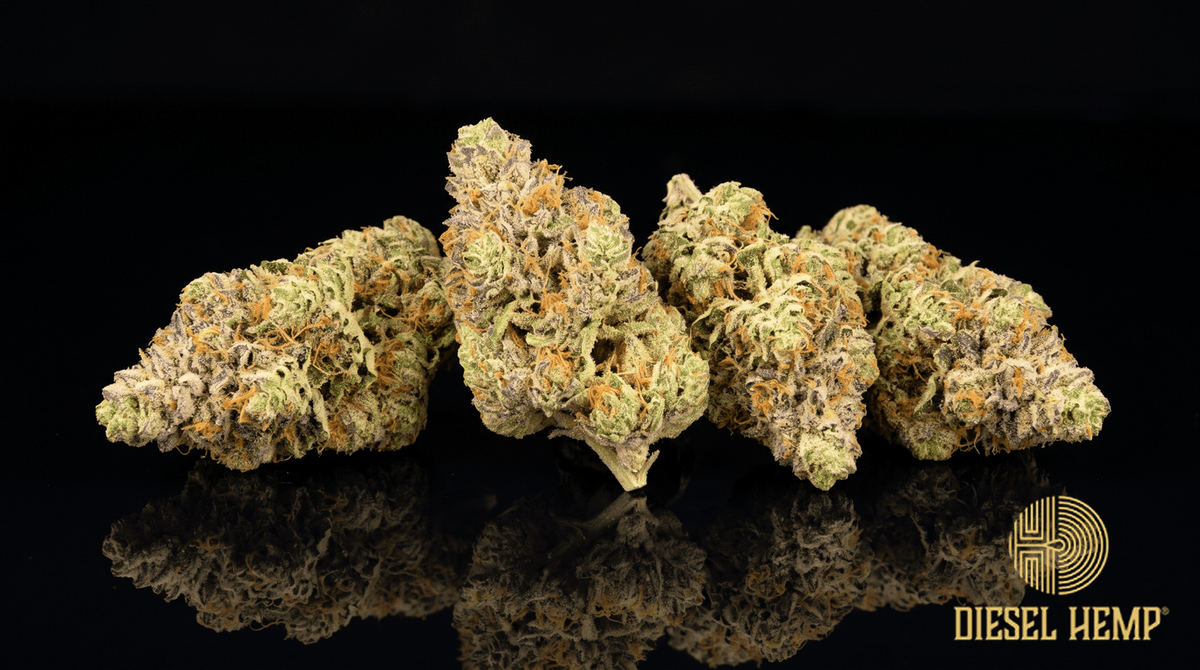 Cheetah Piss strain cannabis flower buds in bright lime green with orange pistils and trichome frost on a black background | Diesel Hemp