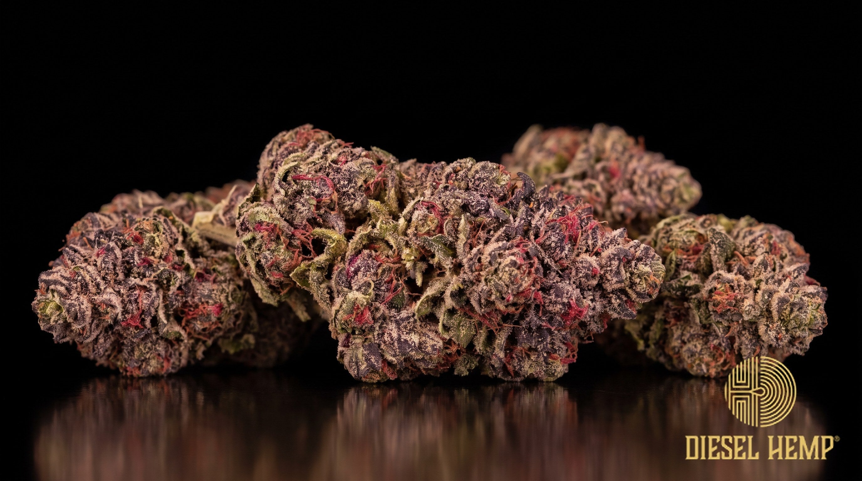 Cherry Punch strain cannabis buds in dense minty green with deep purple flecks, thin orange pistils and a sparkling trichome frost on a black background | Diesel Hemp