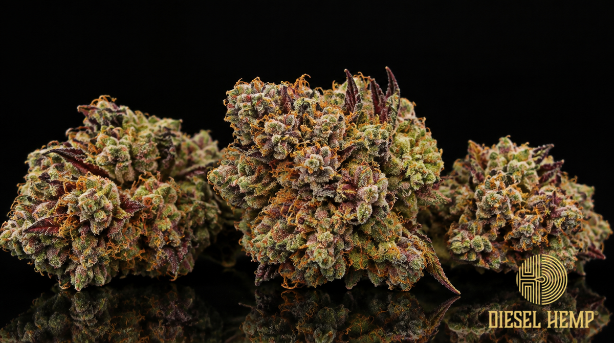 Cherry Wine CBD hemp flower buds on black background — Diesel Hemp