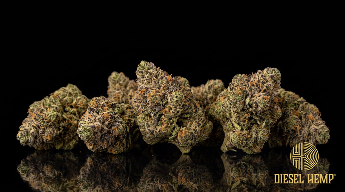 Chimera strain cannabis buds in light wintergreen with violet and orange flashes, orange pistils and a heavy trichome frost on a black background | Diesel Hemp