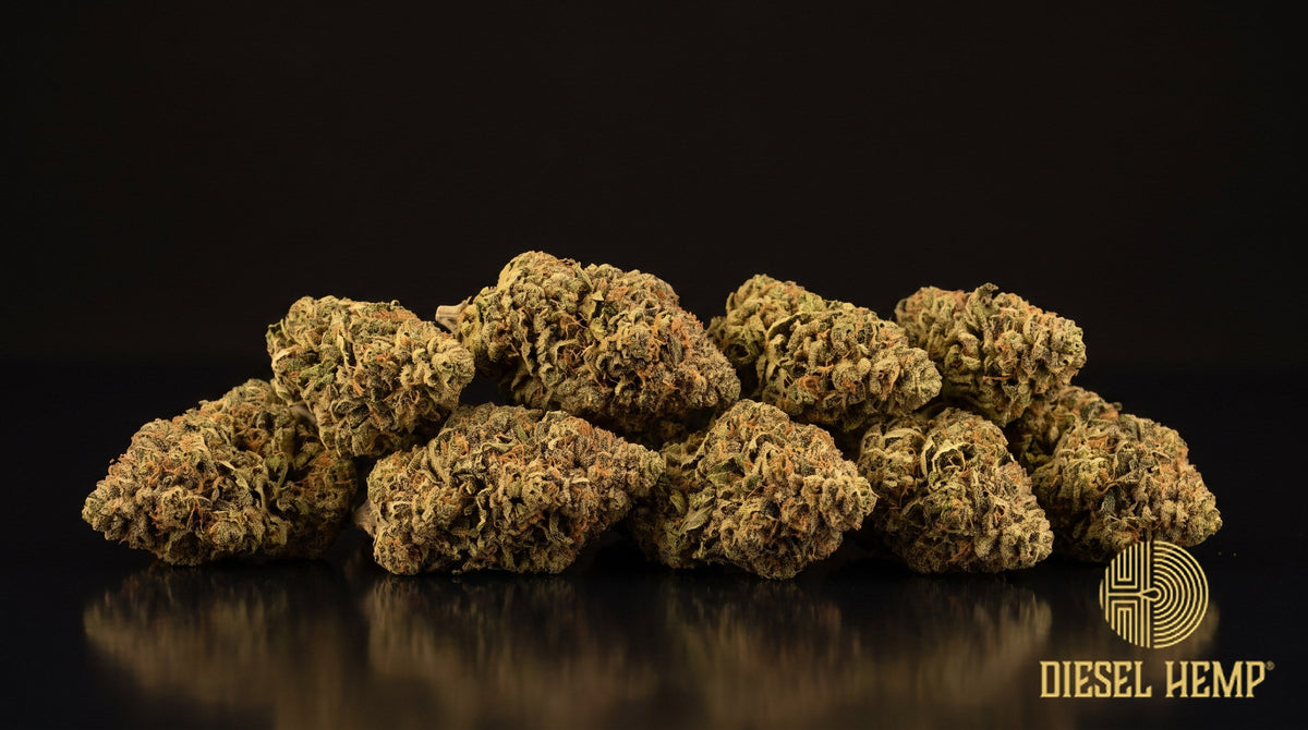 Chocolope strain cannabis buds in bright green with orange pistils and amber-flecked trichome frost on a black background | Diesel Hemp