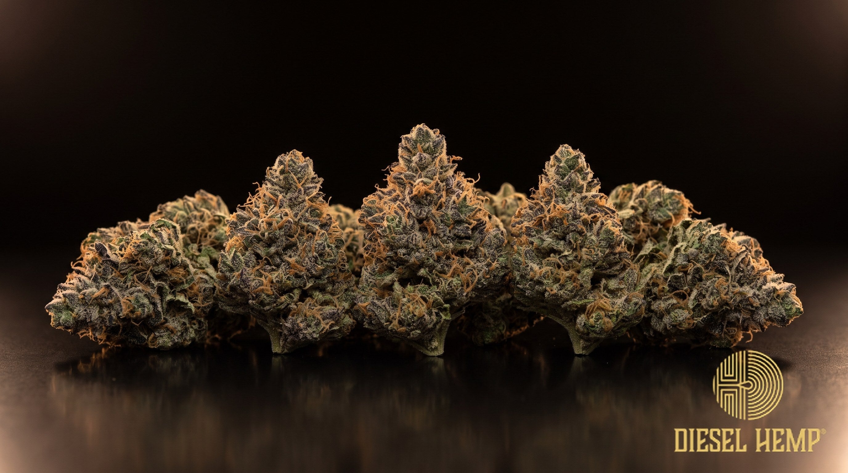 Crescendo strain cannabis buds in bright green with purple accents, long orange pistils and a dense white trichome frost on a black background | Diesel Hemp