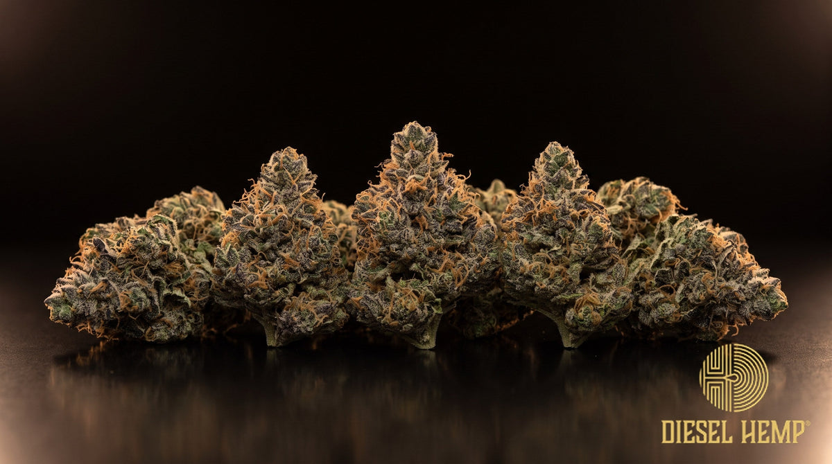 Crescendo strain cannabis buds in bright green with purple accents, long orange pistils and a dense white trichome frost on a black background | Diesel Hemp