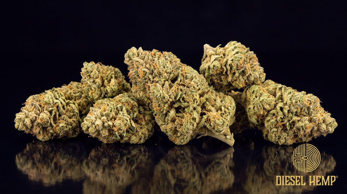 Critical Mass strain cannabis buds, dense and dark green with orange pistils and a heavy trichome frost on a black background | Diesel Hemp