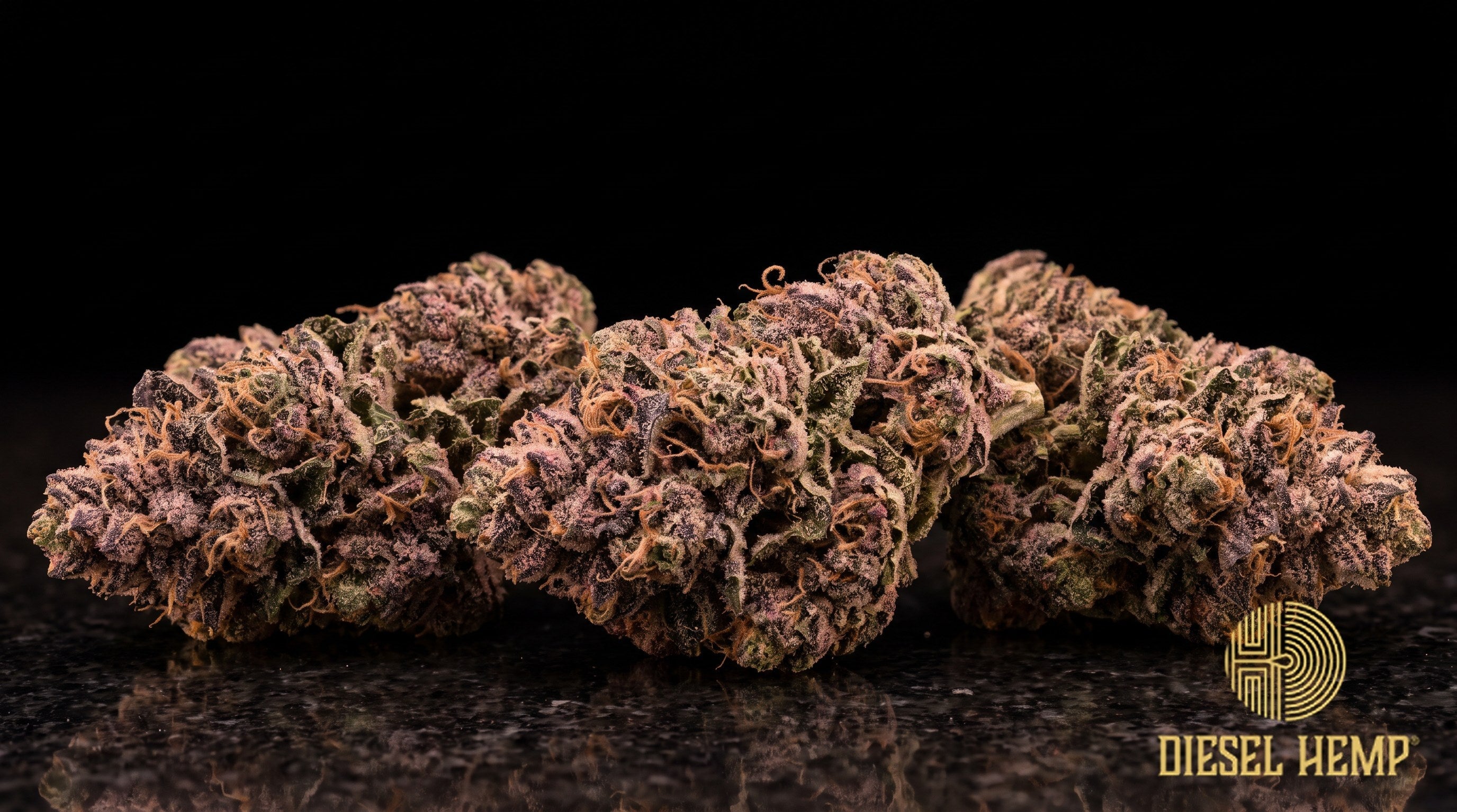 Crunch Berries strain cannabis buds in forest green with purple and violet flecks, orange pistils and a heavy frosting of trichomes on a black background | Diesel Hemp
