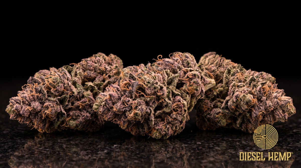 Crunch Berries strain cannabis buds in forest green with purple and violet flecks, orange pistils and a heavy frosting of trichomes on a black background | Diesel Hemp